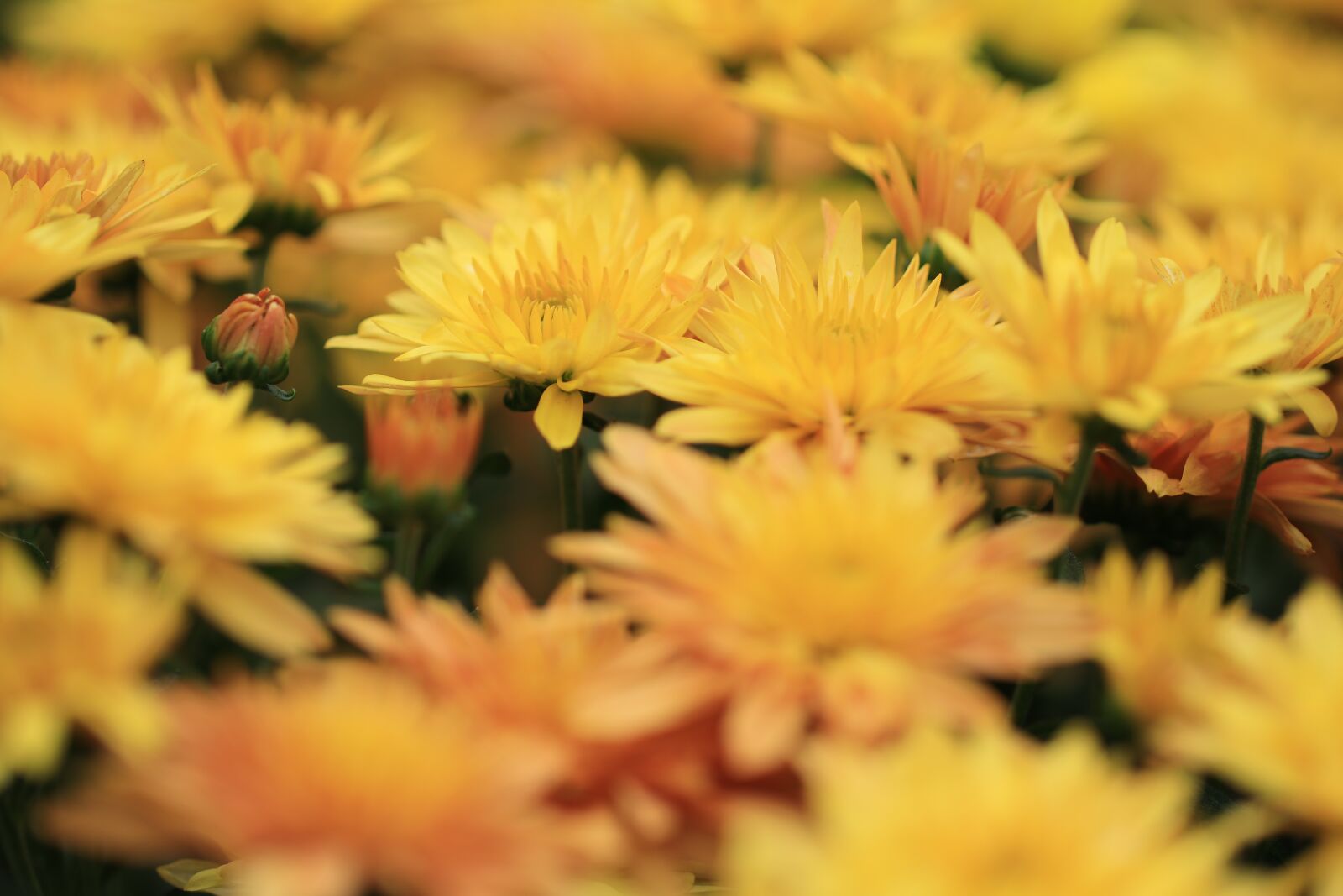Canon EF 100mm F2.8L Macro IS USM sample photo. Chrysanthemum, chrysanthemums, flowers photography