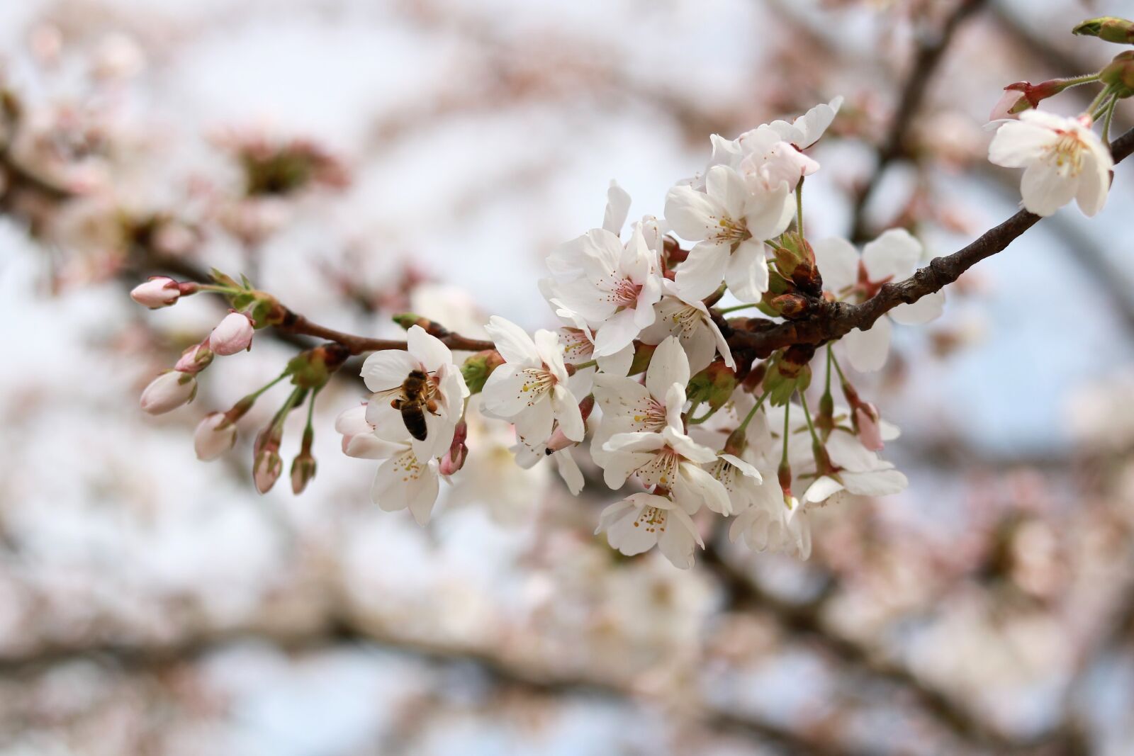 Canon EOS 750D (EOS Rebel T6i / EOS Kiss X8i) sample photo. Cherry wood, flower, tree photography