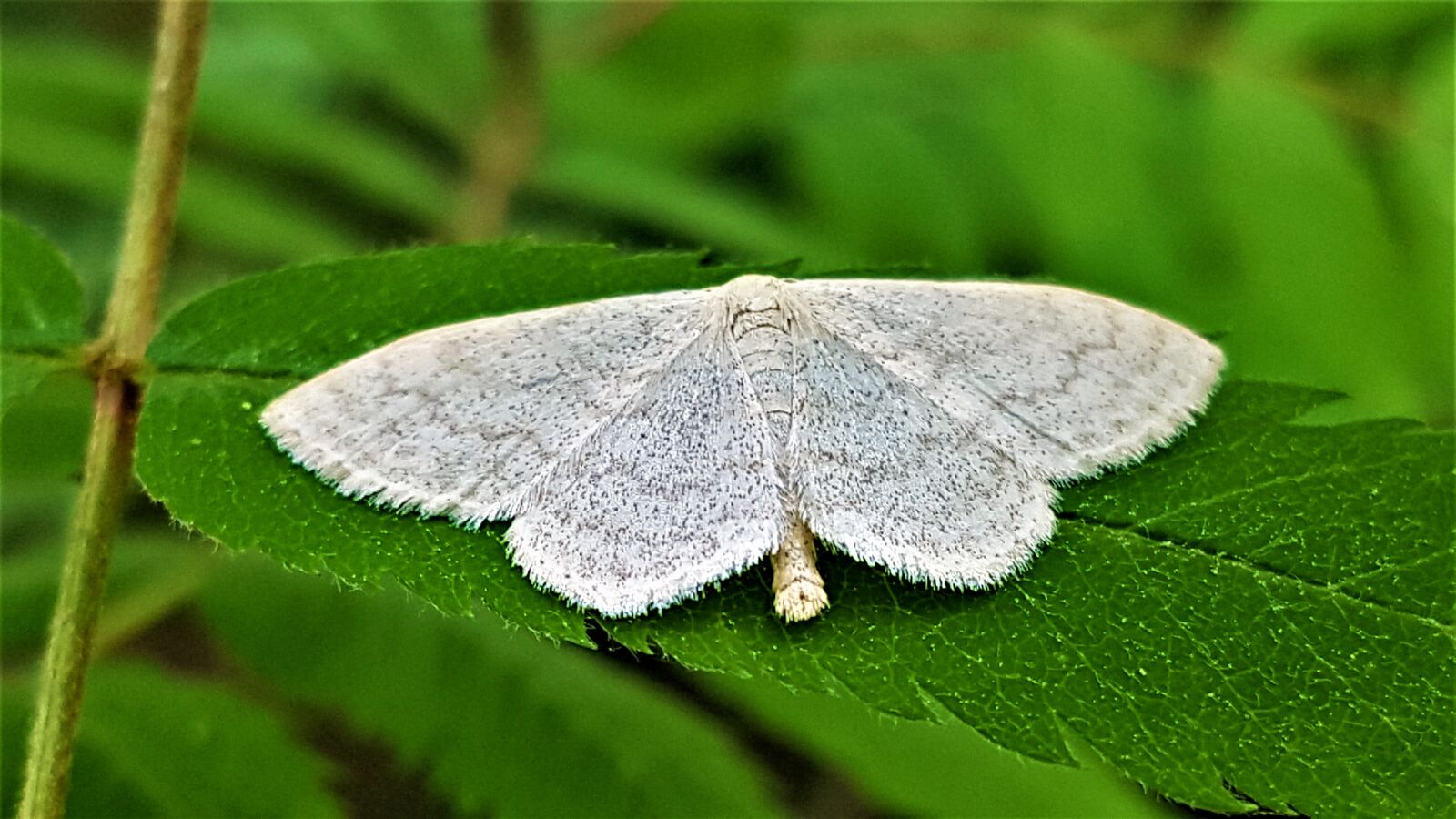 Samsung Galaxy S7 Edge sample photo. Y kk nen, moth photography
