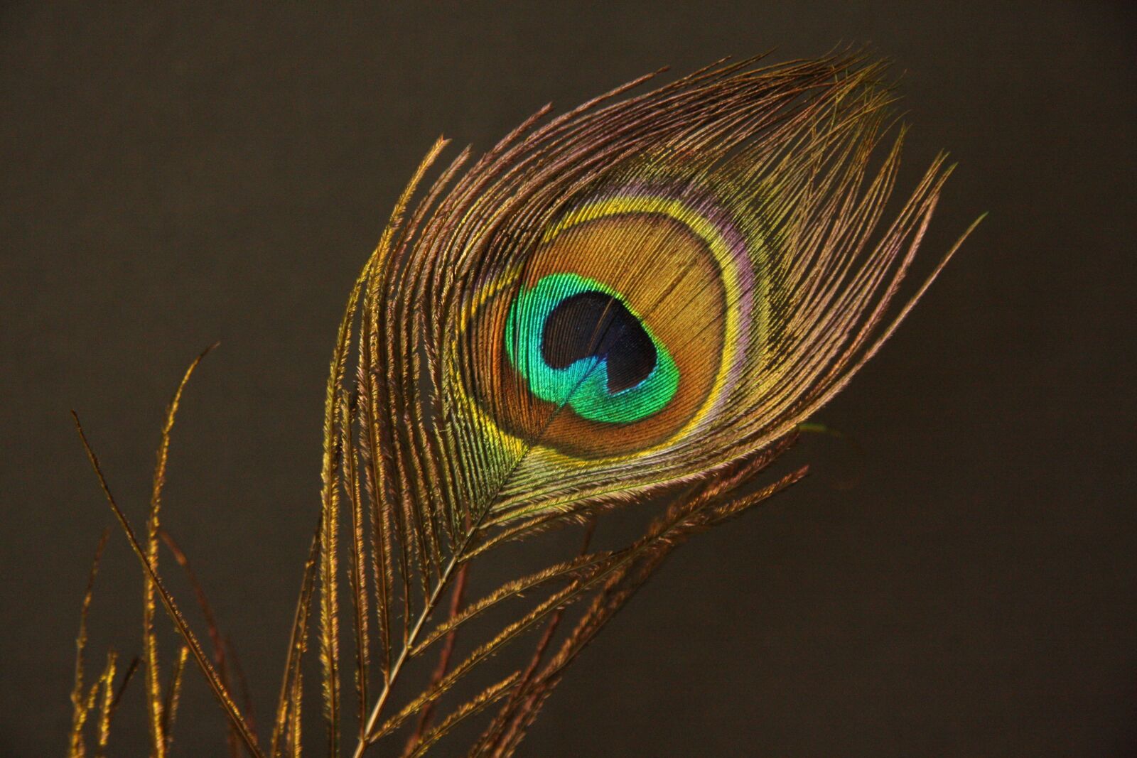 Canon EOS 40D sample photo. Peacock feather, feather, peacock photography
