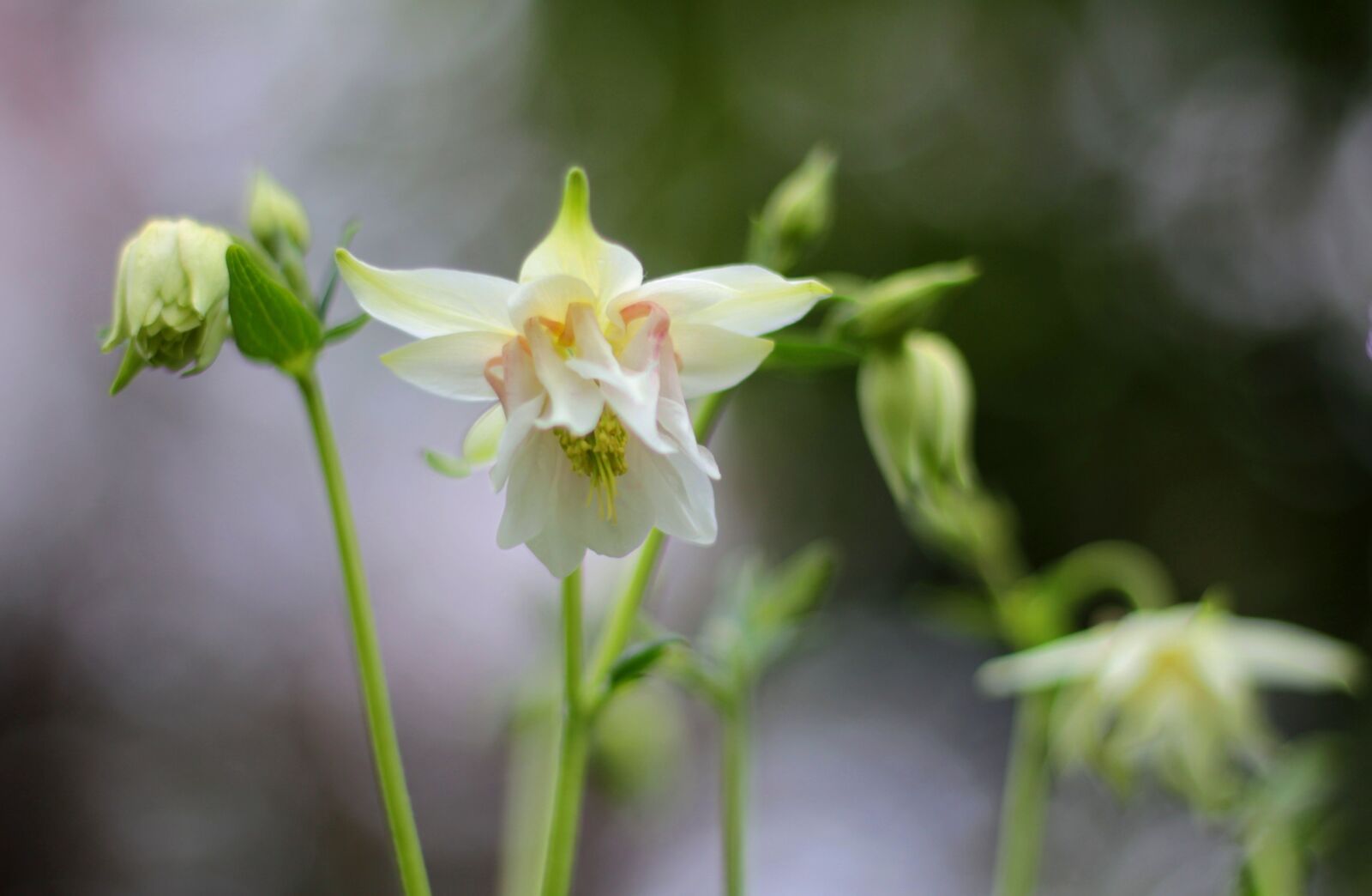 Canon EOS 600D (Rebel EOS T3i / EOS Kiss X5) + Canon EF 50mm F1.8 STM sample photo. Akelei, white, aquilegia photography