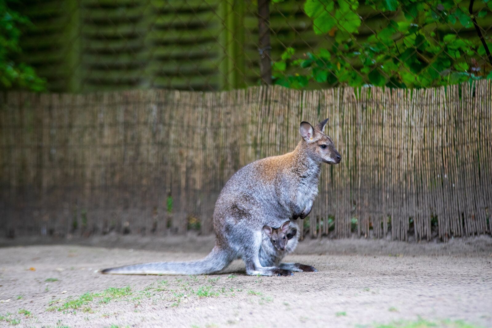Sony a7 sample photo. Kanguru, zoo, kangaroo photography
