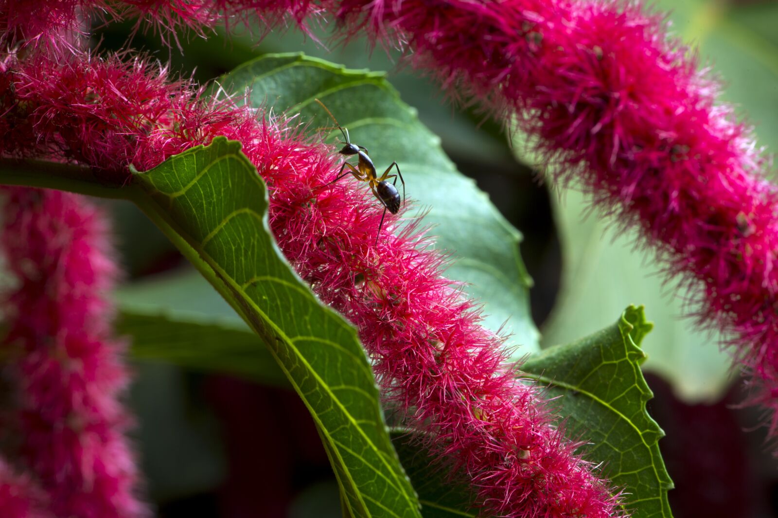Nikon D4S sample photo. African flower, macro photography photography