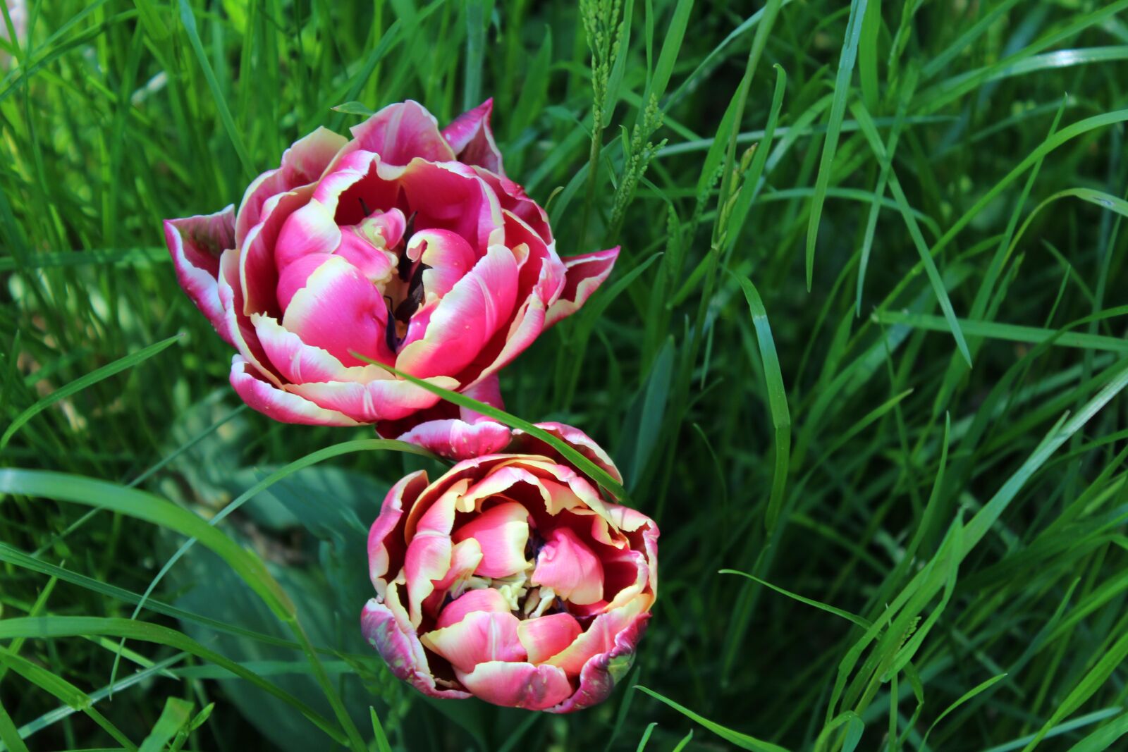 Canon EOS 1200D (EOS Rebel T5 / EOS Kiss X70 / EOS Hi) sample photo. Tulip, spring, blossom photography