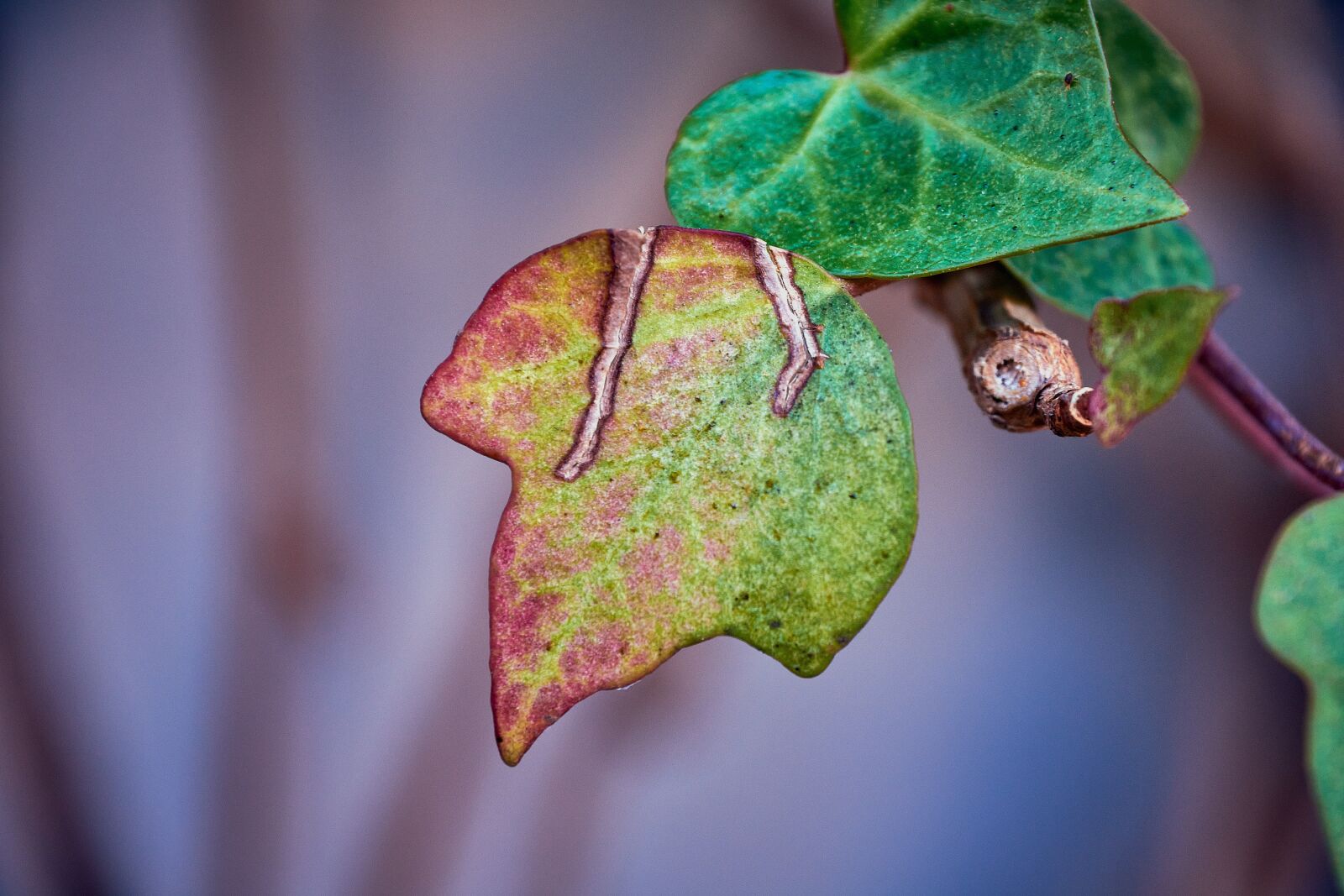Nikon D7200 sample photo. Outbreaks, leaves, plant photography