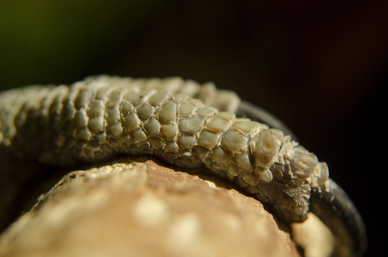 Nikon D7000 sample photo. Bird, bird foot, wildlife photography