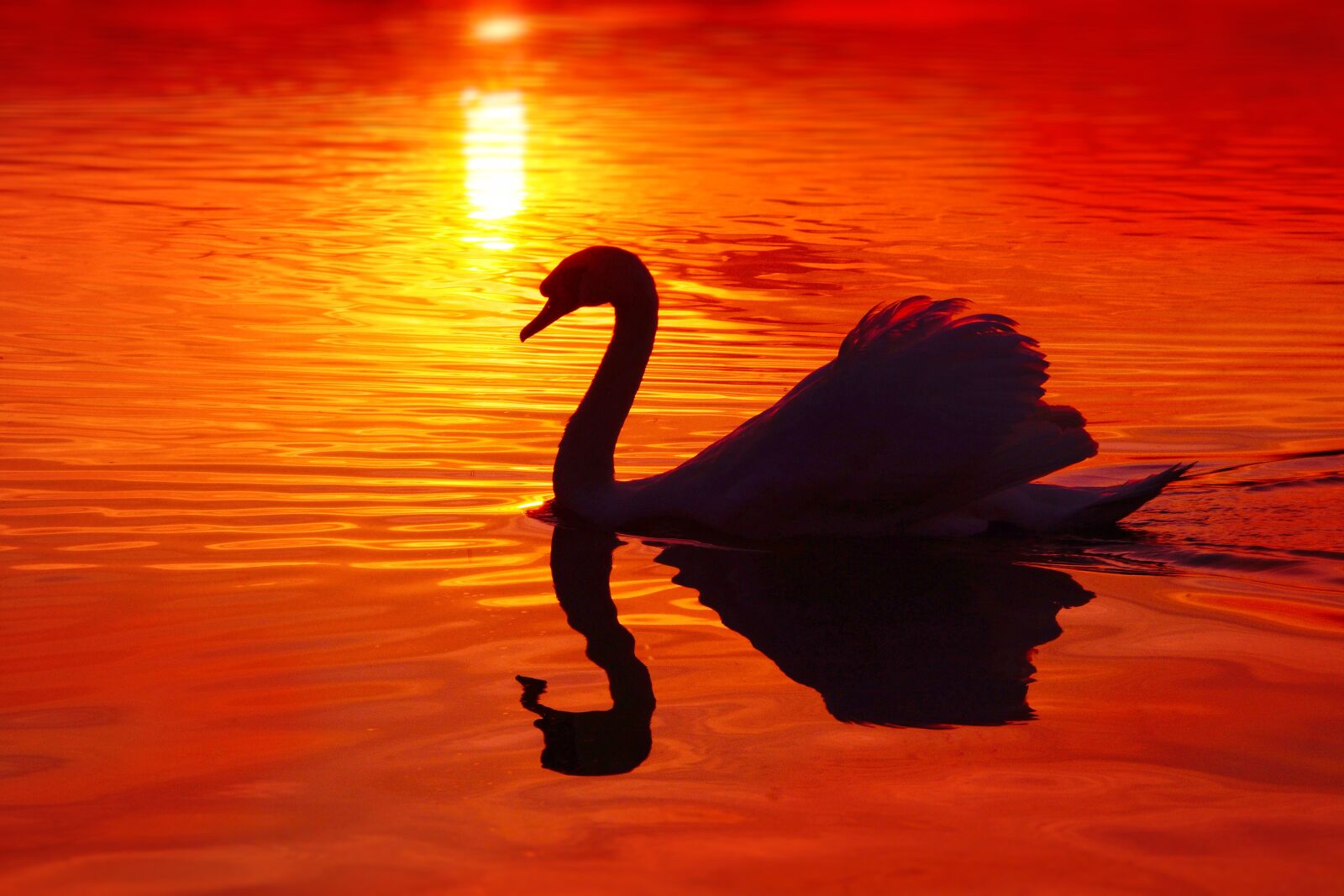 Sony SLT-A58 sample photo. Swan, silhouette, afterglow photography