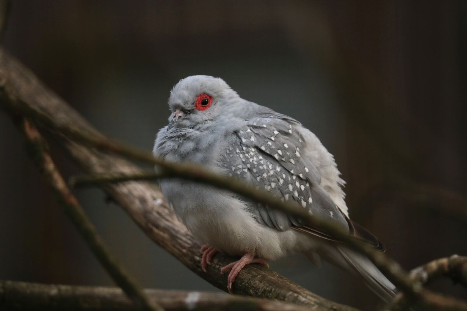 Canon EOS 750D (EOS Rebel T6i / EOS Kiss X8i) sample photo. Bird, animal world, nature photography