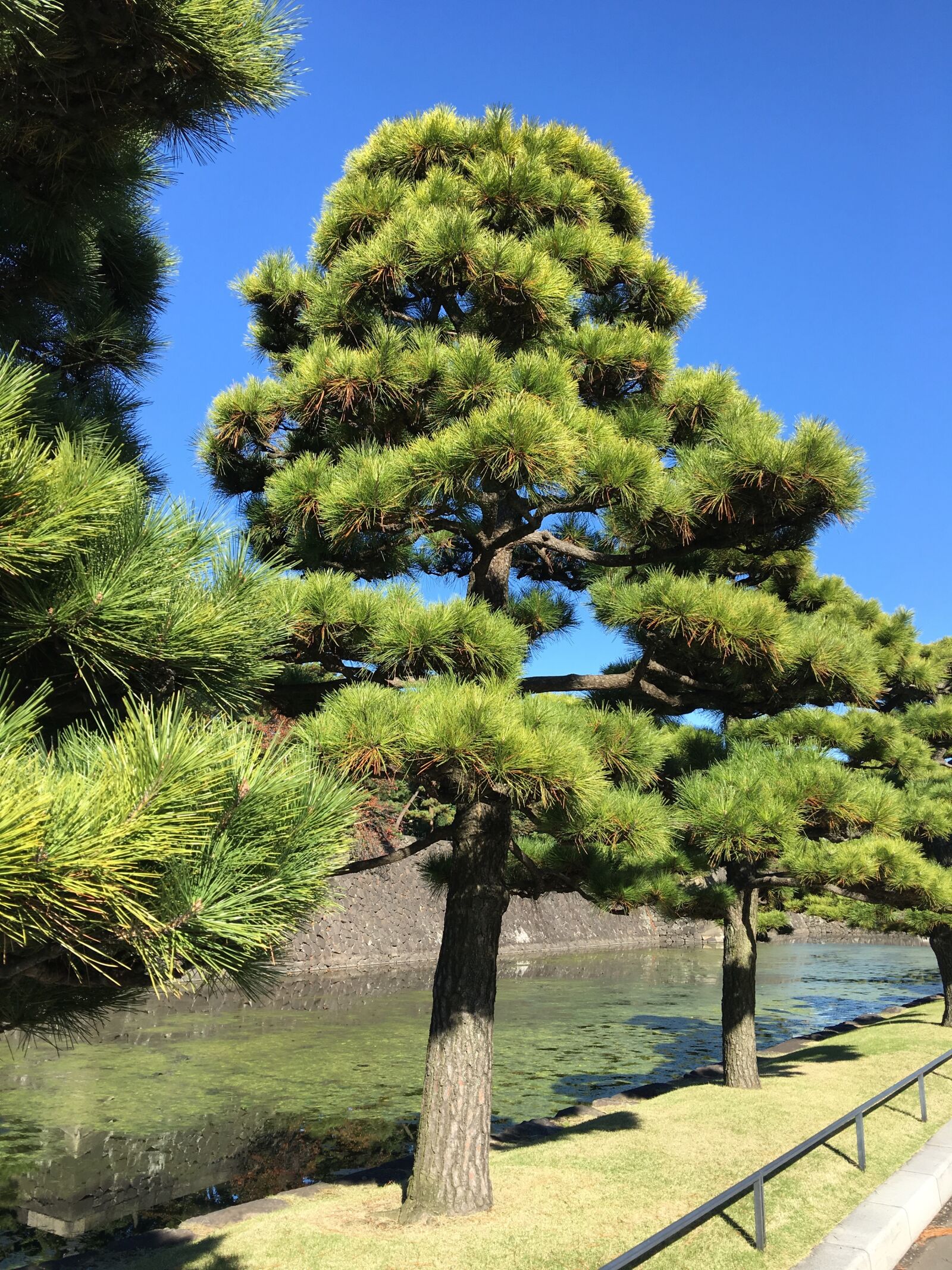 Apple iPhone 6s Plus sample photo. Trees, landscape, japan photography