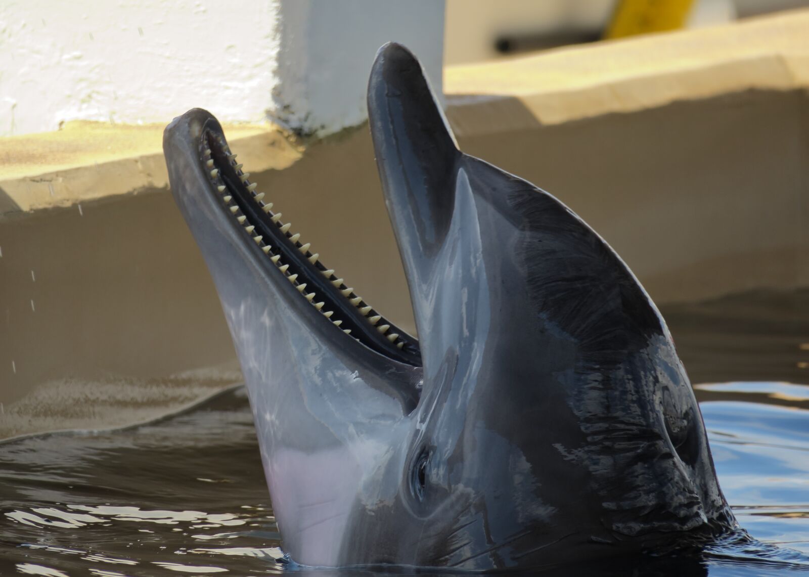Canon PowerShot G3 X sample photo. Dolphin, bottle nose, dolphin photography