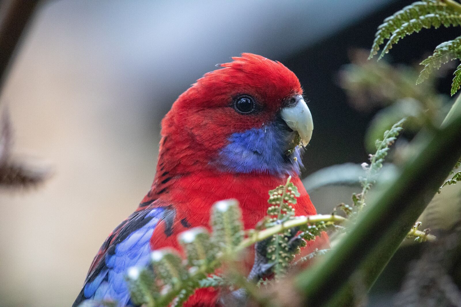 Canon EOS 200D (EOS Rebel SL2 / EOS Kiss X9) sample photo. Rosella, close up, portrait photography