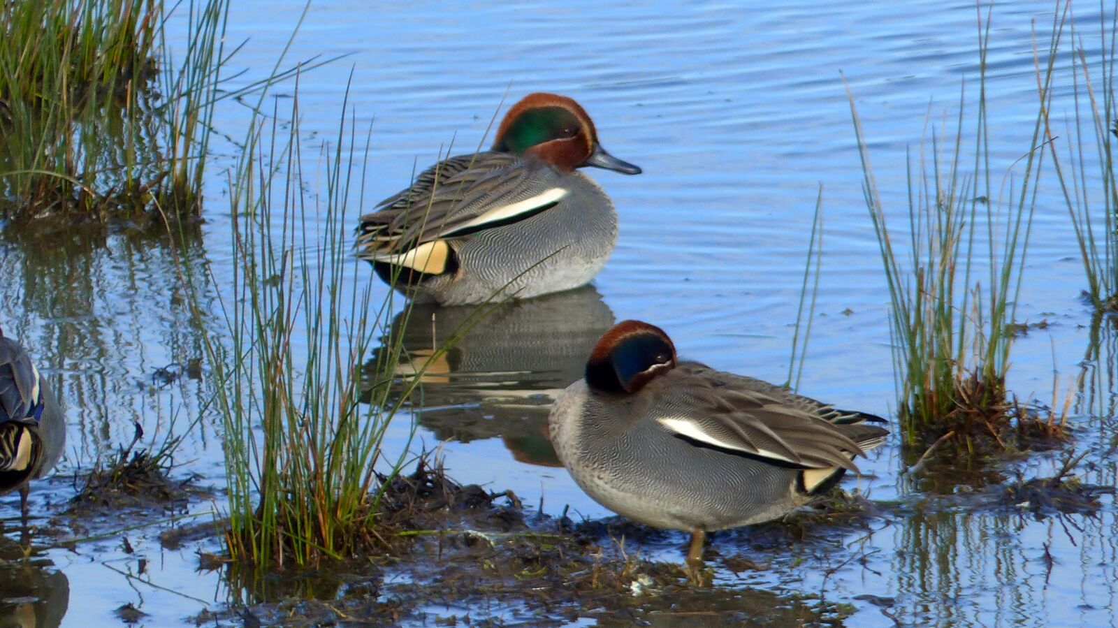 Panasonic Lumix DMC-FZ200 sample photo. Duck, lake, ocean photography