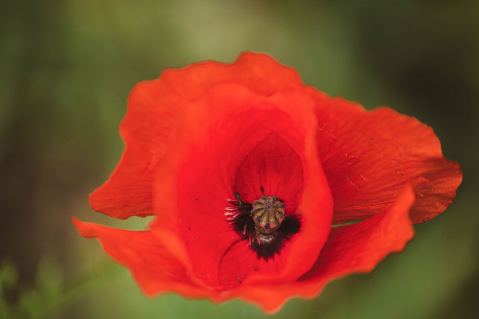 Canon EOS 1300D (EOS Rebel T6 / EOS Kiss X80) sample photo. Poppy, macro, close-up photography