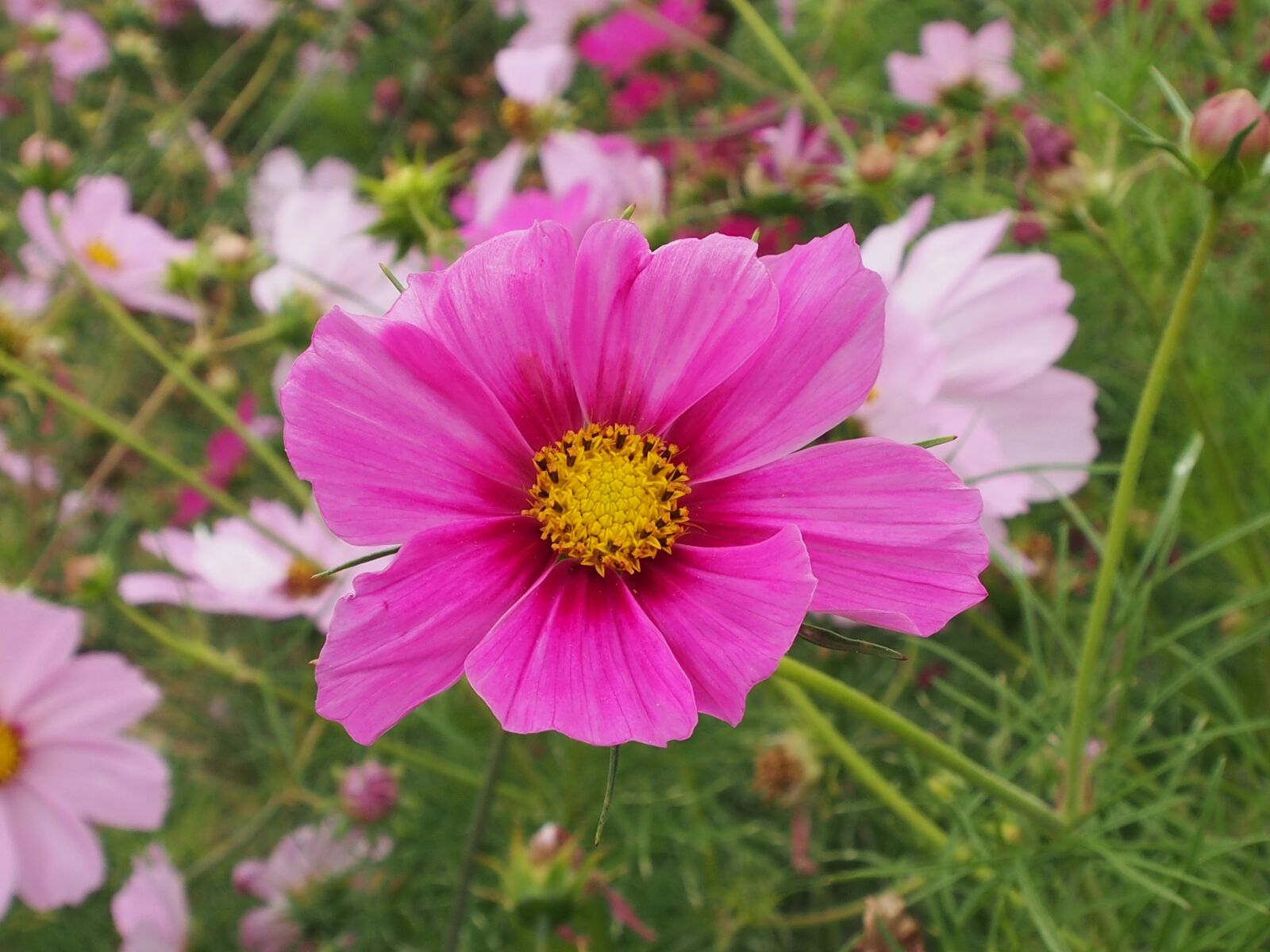 Olympus OM-D E-M5 sample photo. Cosmos, blossom, bloom photography
