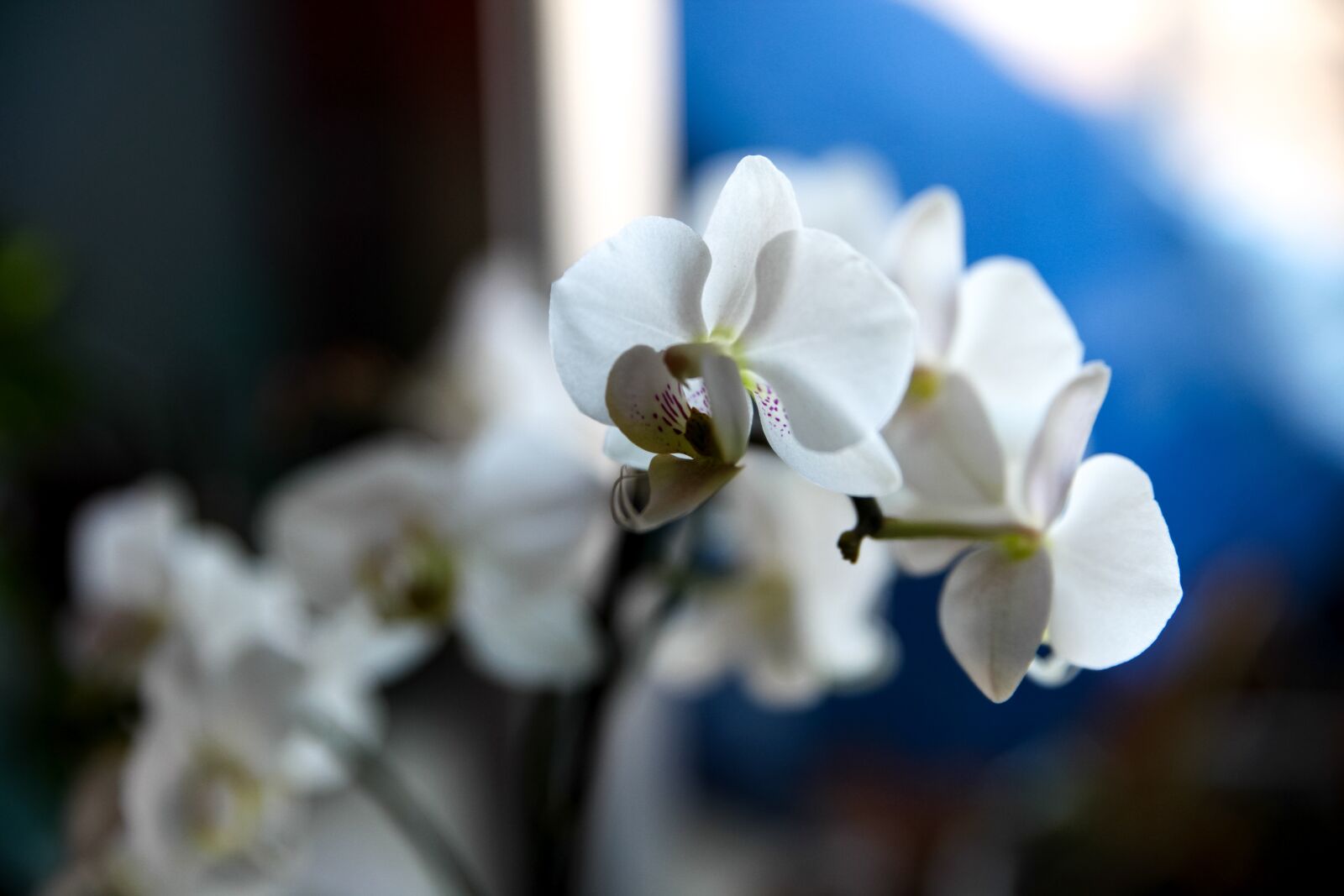 Canon EOS 5D Mark II sample photo. Flowers, flower, orchid photography