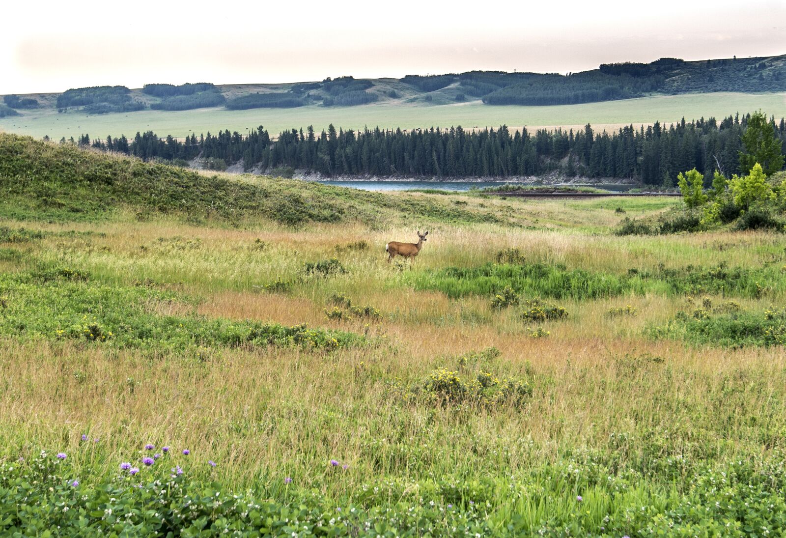 Nikon D600 sample photo. Glenbow ranch provincial park photography