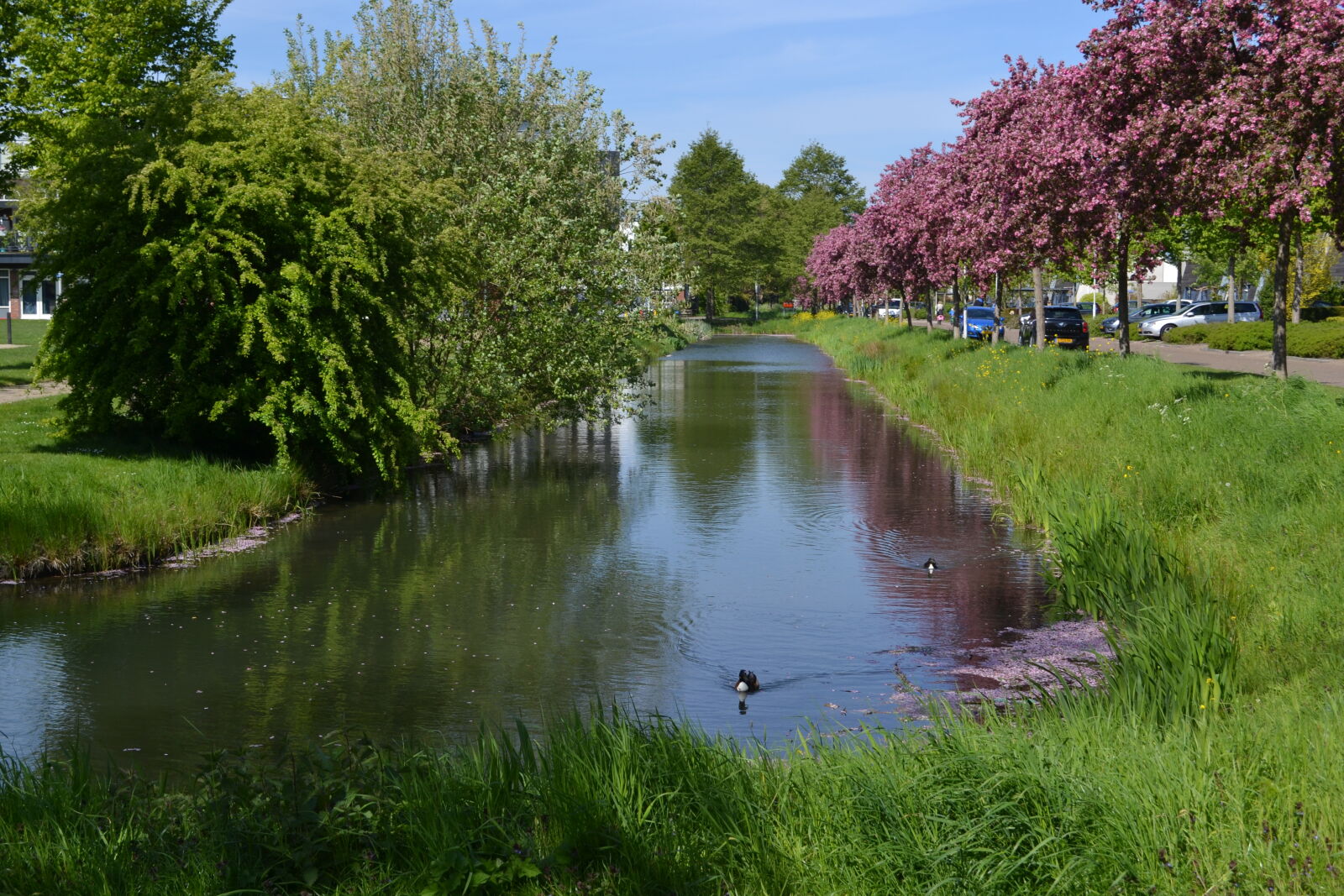 Nikon D3100 sample photo. Ducks, green, mevrouw, s photography