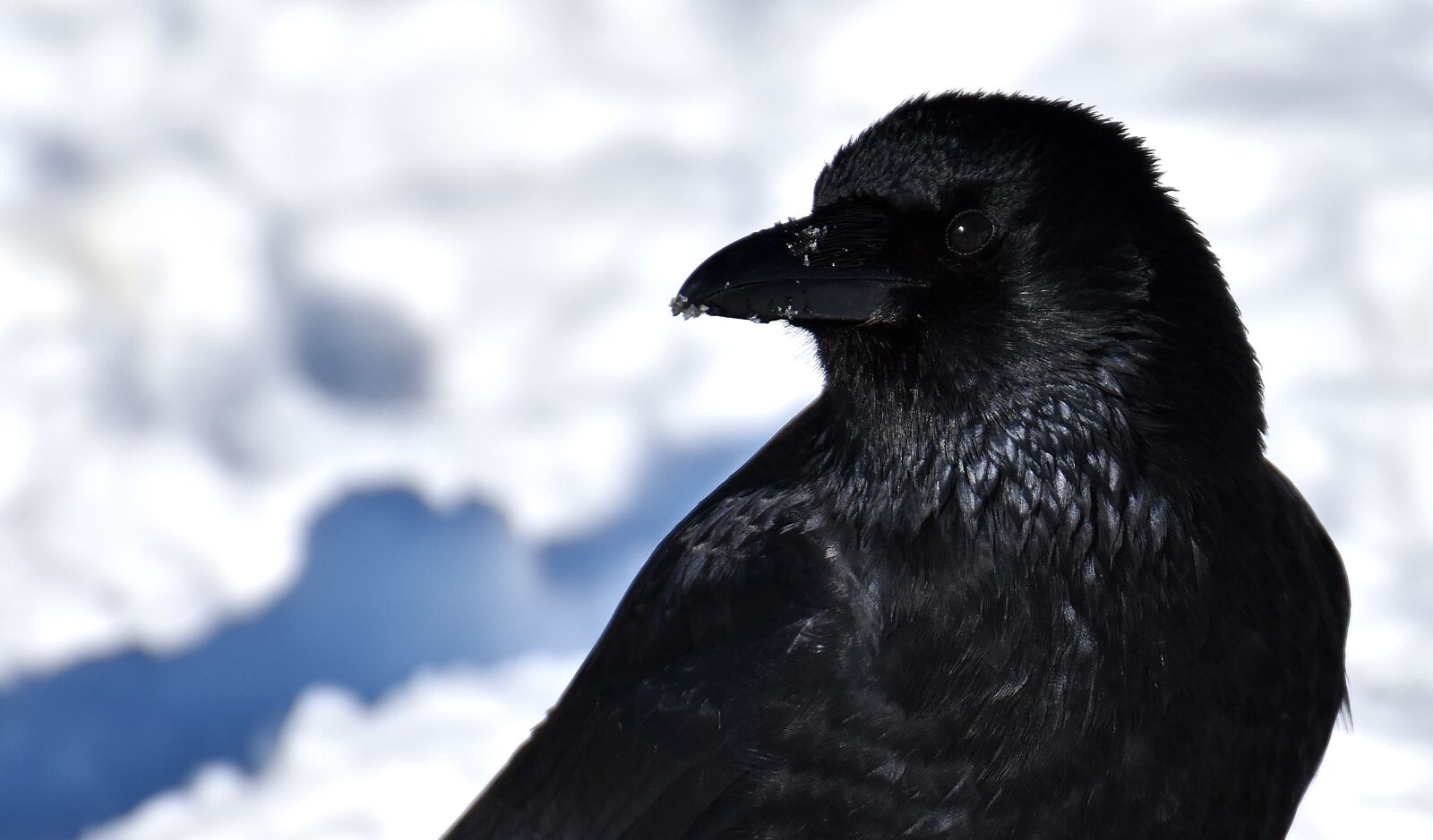 Nikon D7200 sample photo. Common raven, raven, snow photography