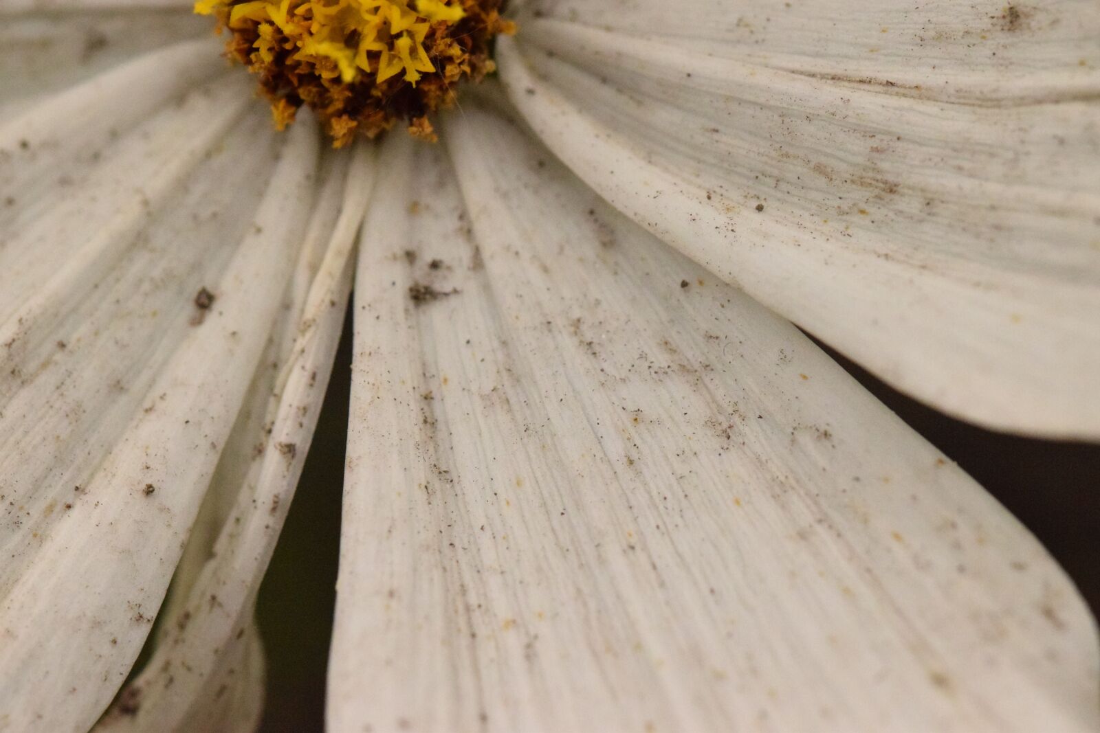 Nikon D5300 sample photo. Dirty flower, white, flower photography
