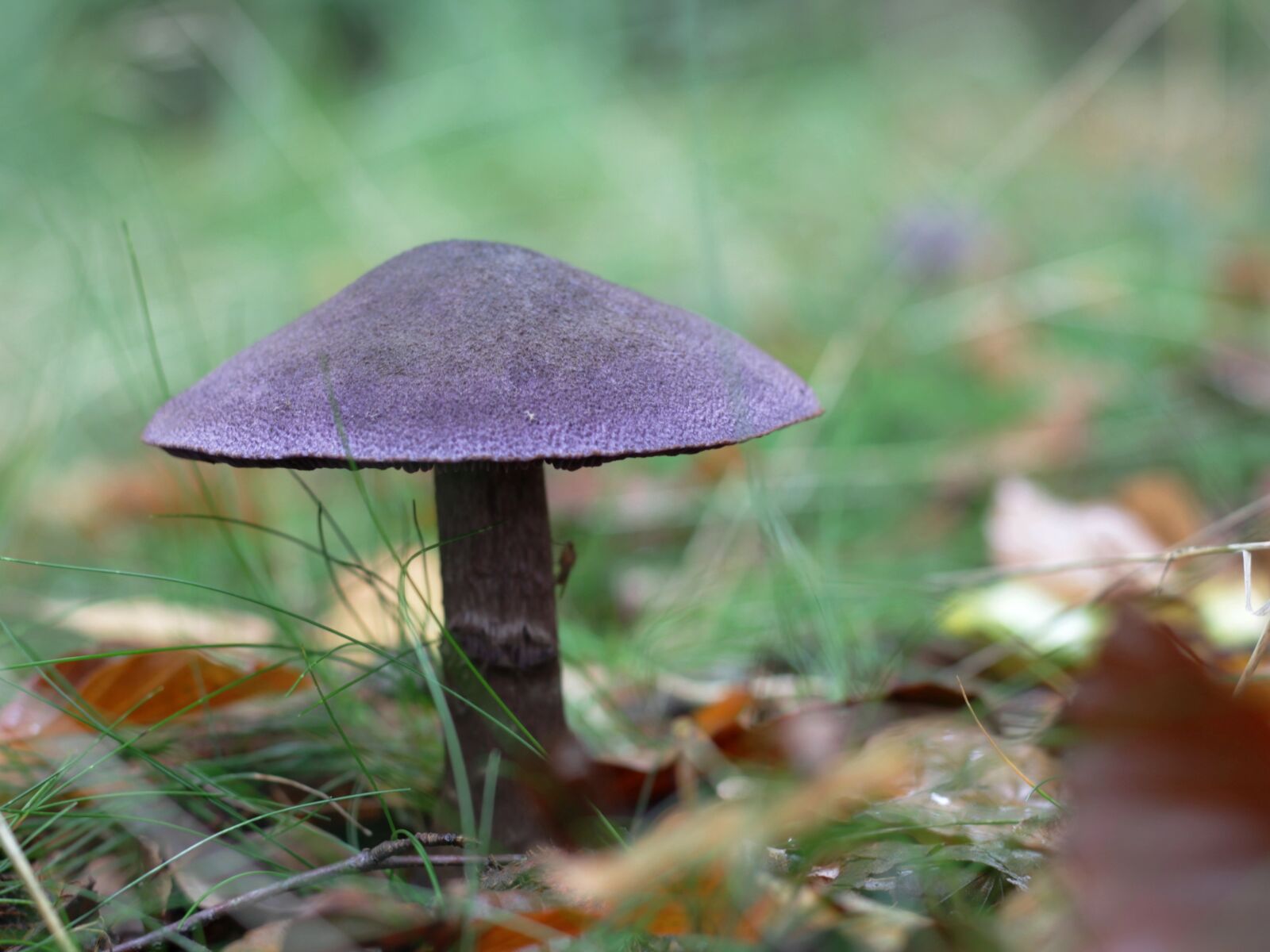Canon EOS 600D (Rebel EOS T3i / EOS Kiss X5) + Canon EF 50mm F1.8 STM sample photo. Mushrooms, purple gordijnzwam, purple photography