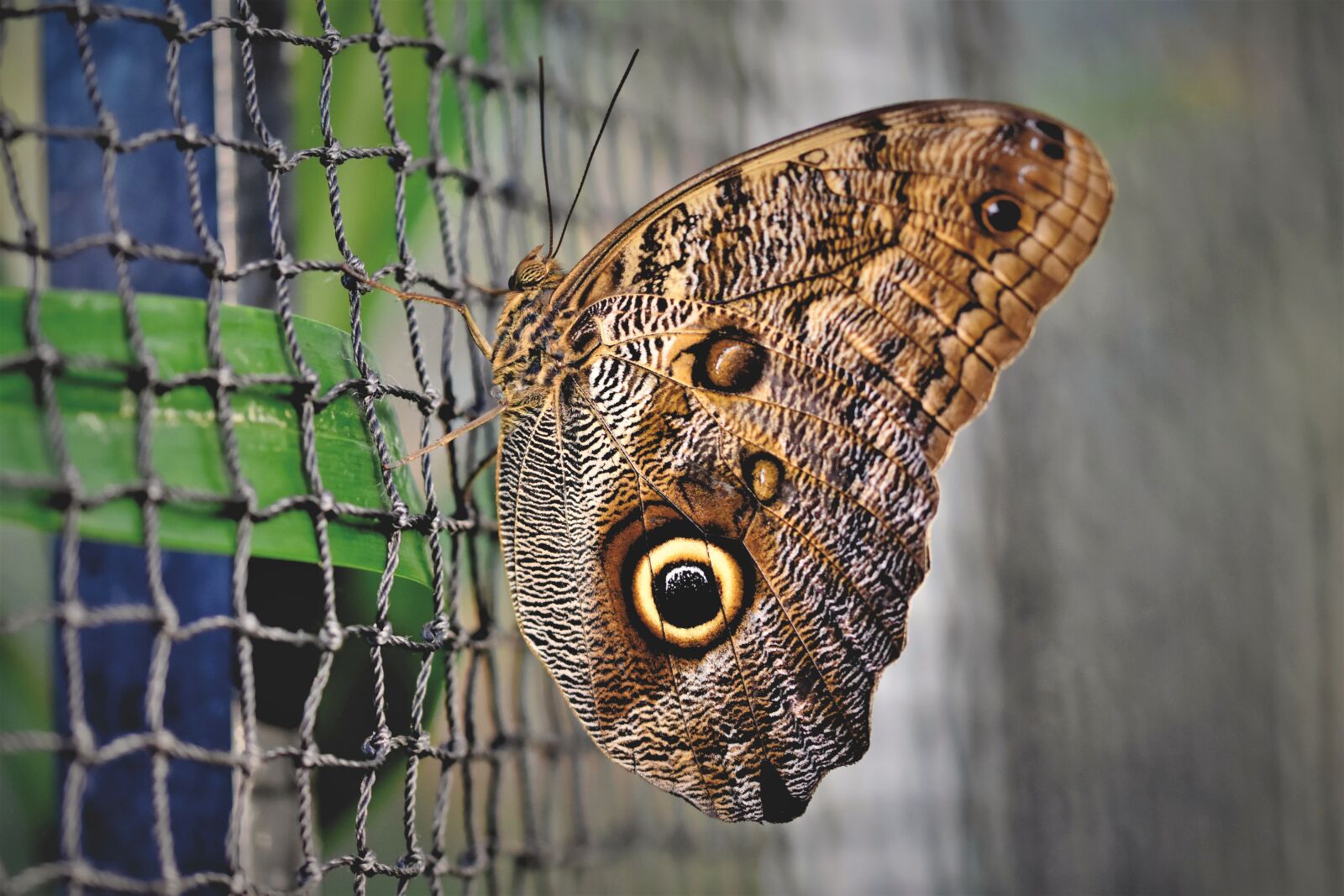 Nikon D7200 sample photo. Butterfly, tropical butterfly, exotic photography
