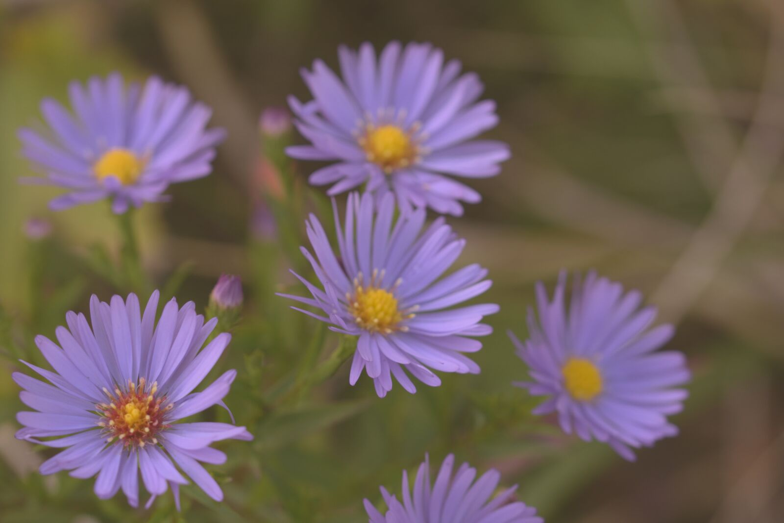 Nikon D5200 sample photo. Garden, herbstastern, blossom photography