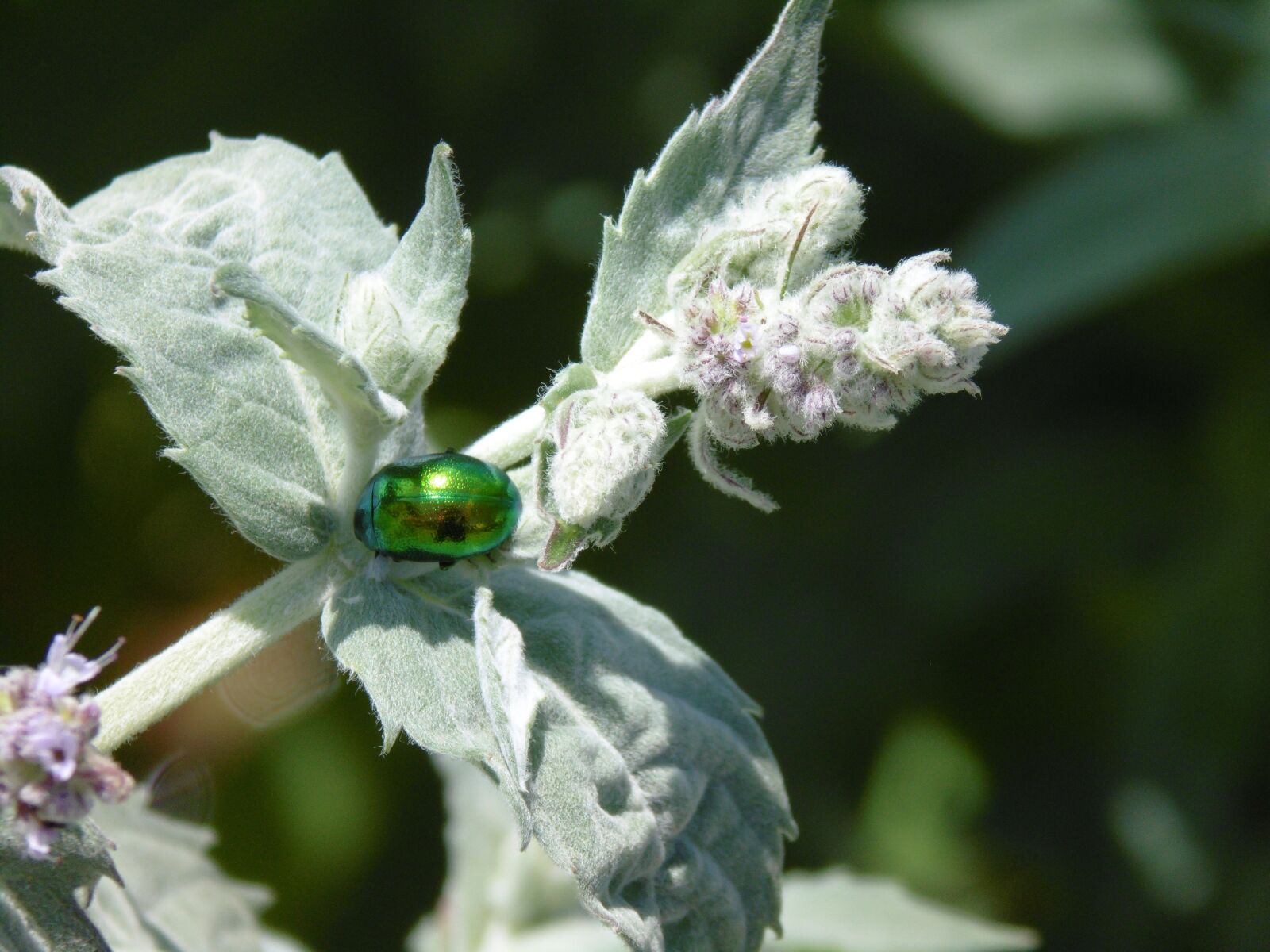 Panasonic Lumix DMC-LZ40 sample photo. Insect, beetle, bugs photography