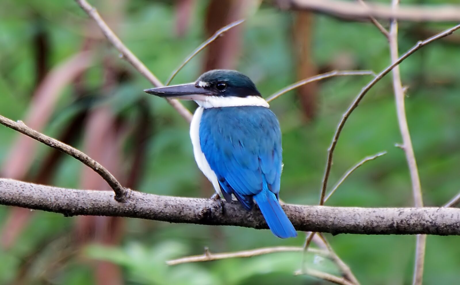 Olympus OM-D E-M1 sample photo. Collared kingfisher, perch, outdoor photography