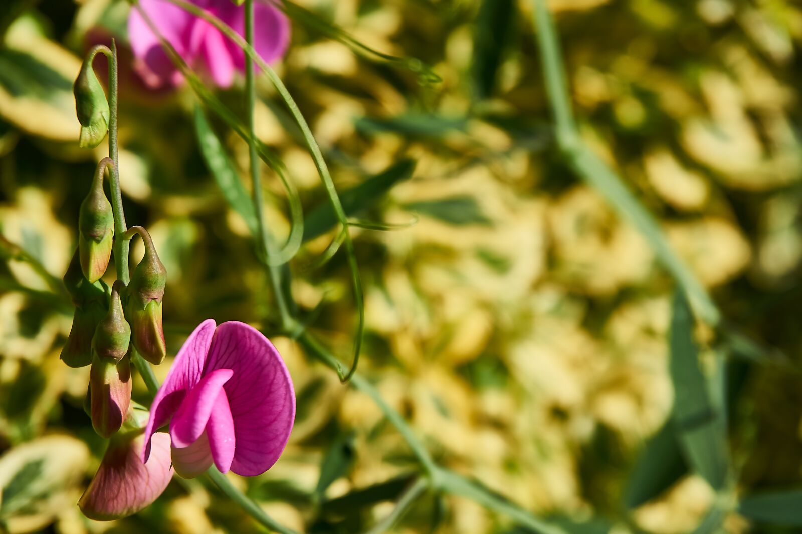 Sony a6000 + Sony E PZ 16-50 mm F3.5-5.6 OSS (SELP1650) sample photo. Lathyrus latifolius, pink pearl photography