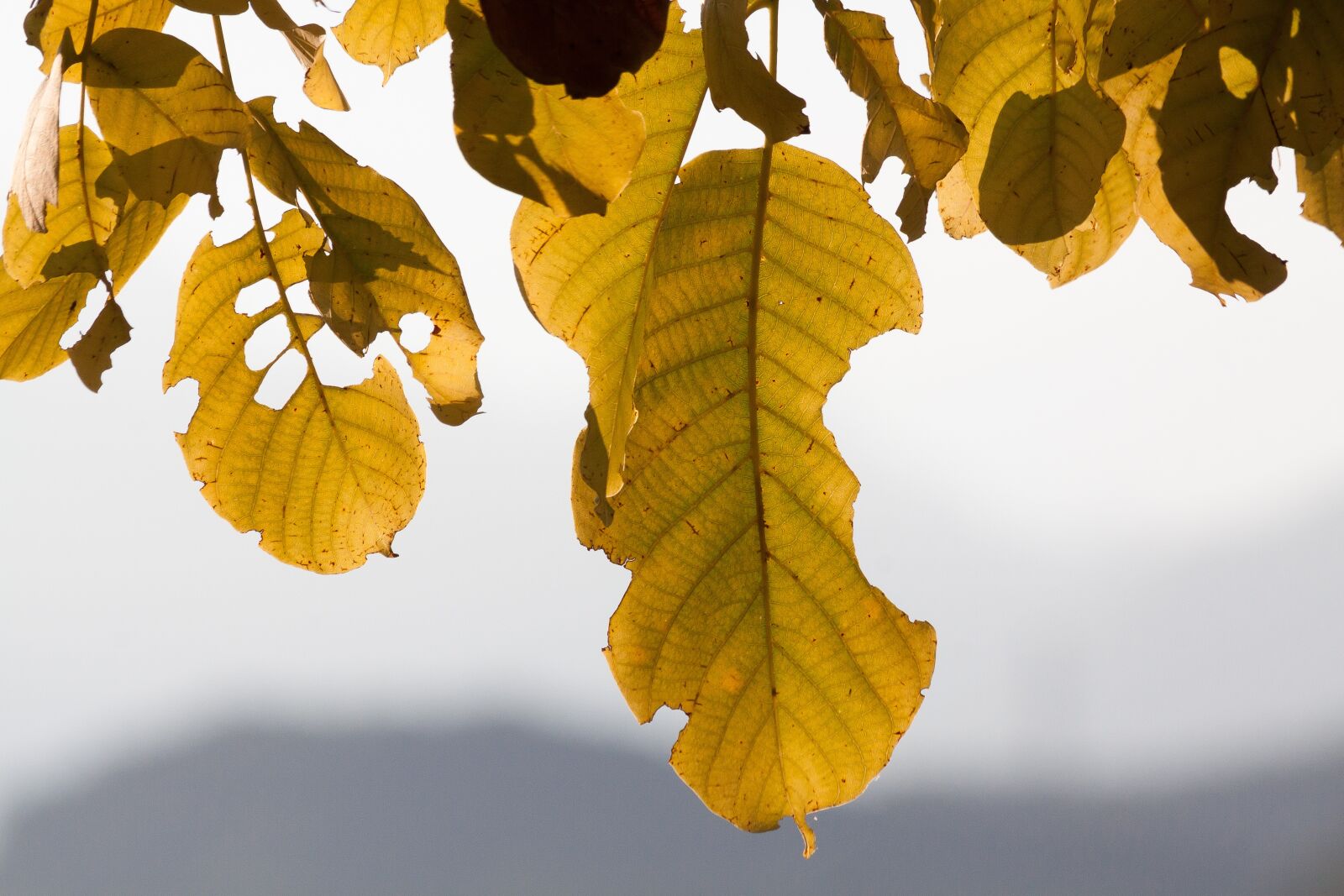 Canon EOS 50D sample photo. Leaf, autumn, walnut tree photography