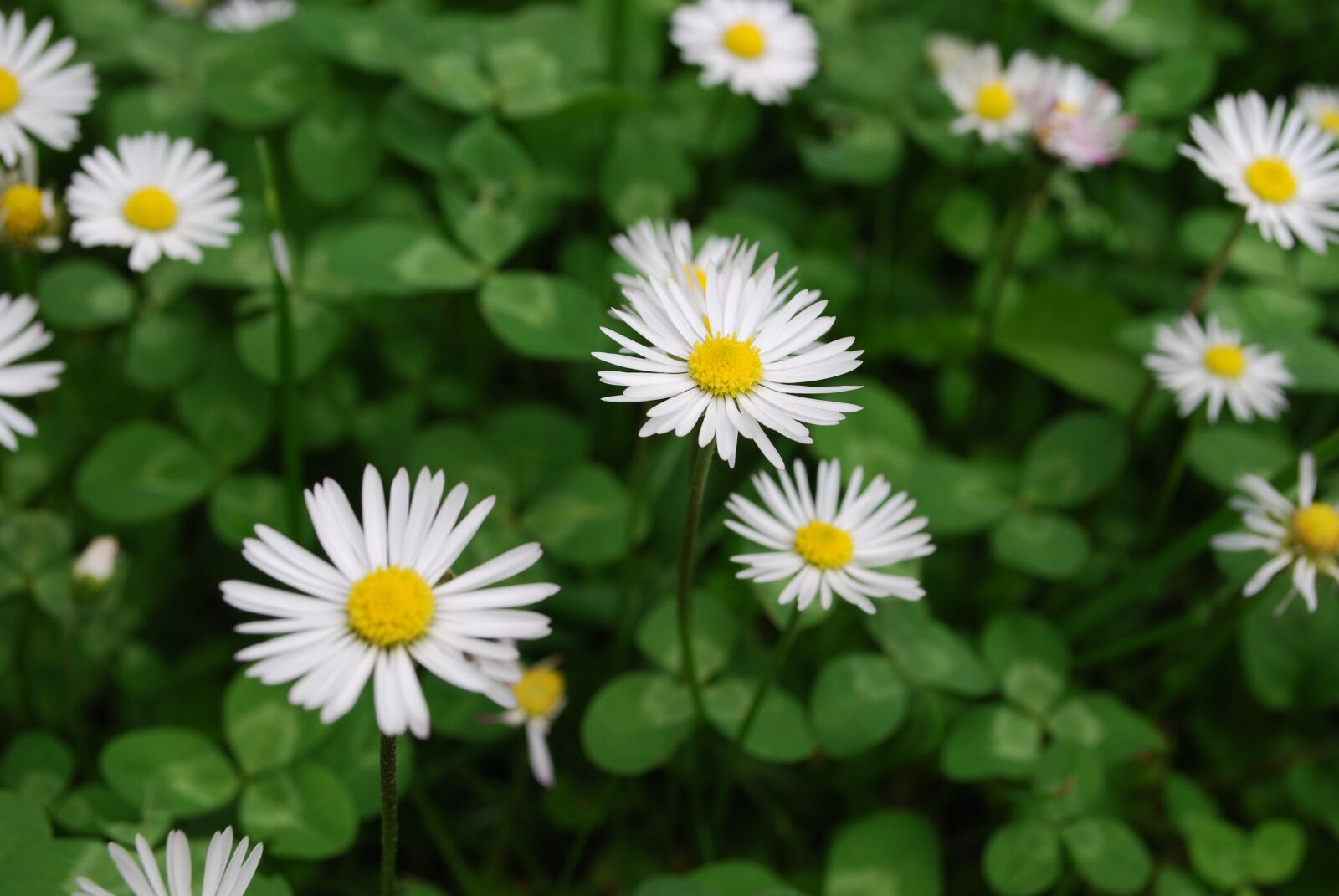 Nikon D60 sample photo. Garden, daisy, plant photography