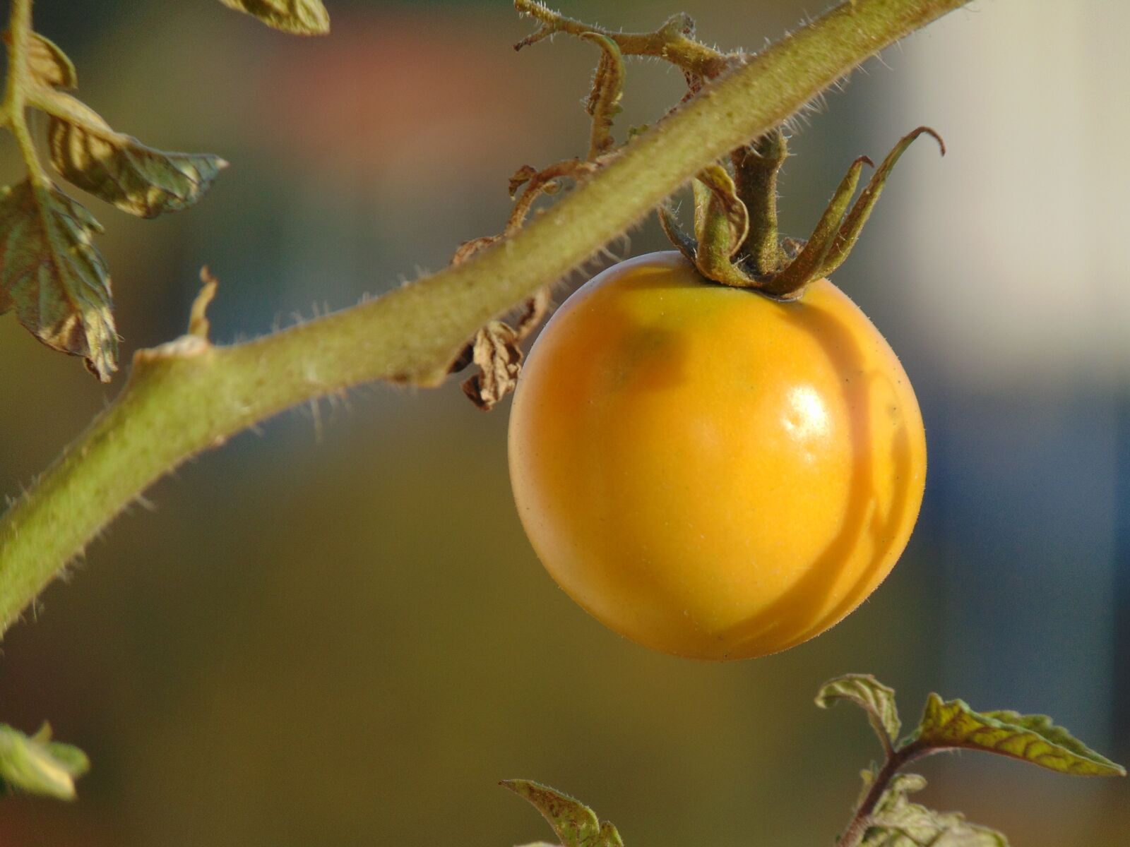 Sony Cyber-shot DSC-H300 sample photo. Tomatoes, vegetables, plant photography