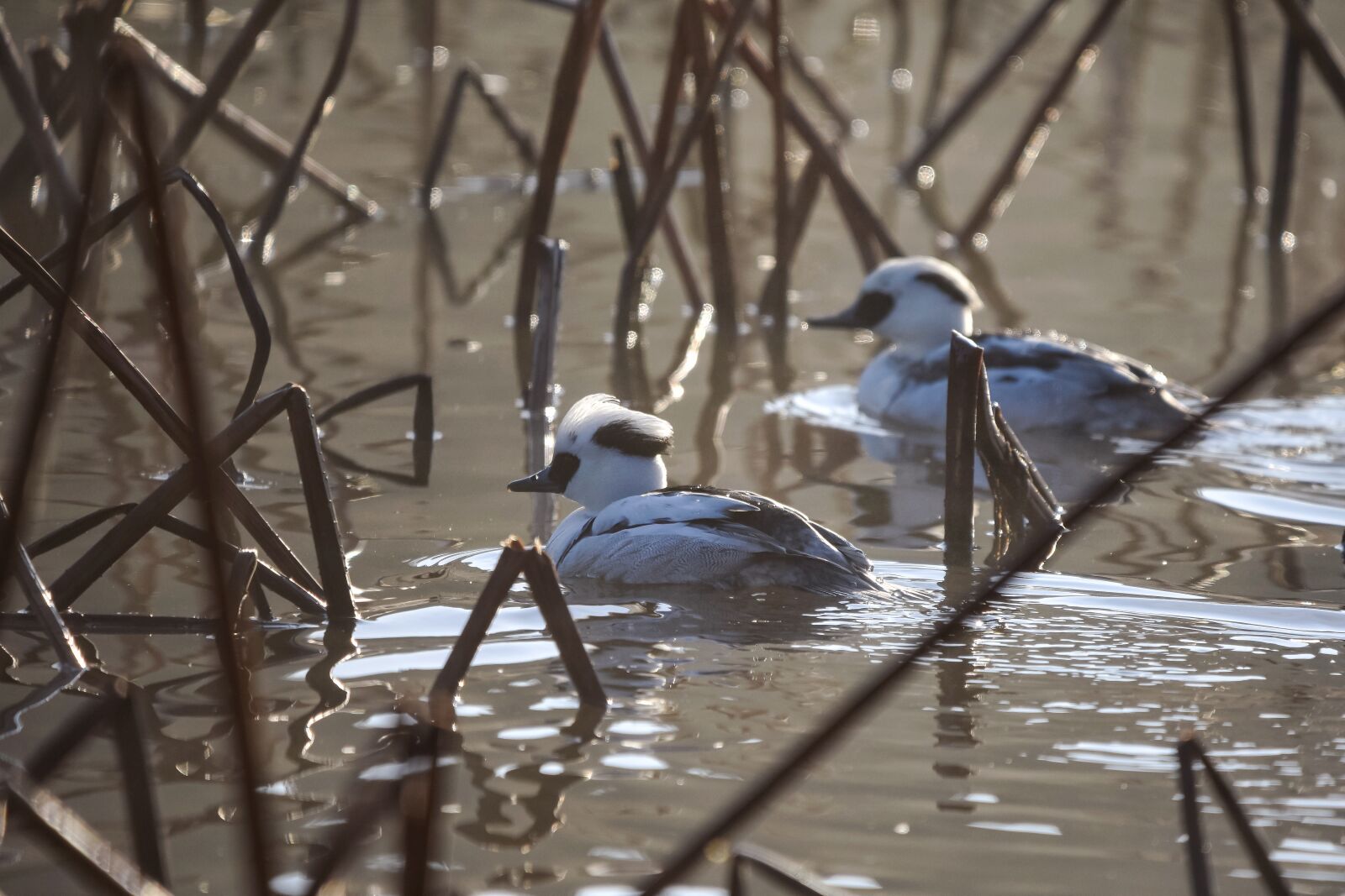 Nikon D7200 sample photo. Animal, pond, water photography