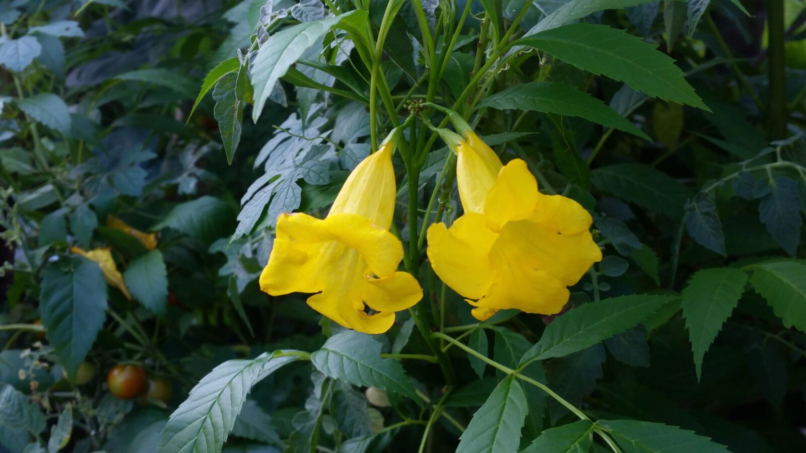 Samsung Galaxy S5 sample photo. Flower, flowers, yellow flowers photography