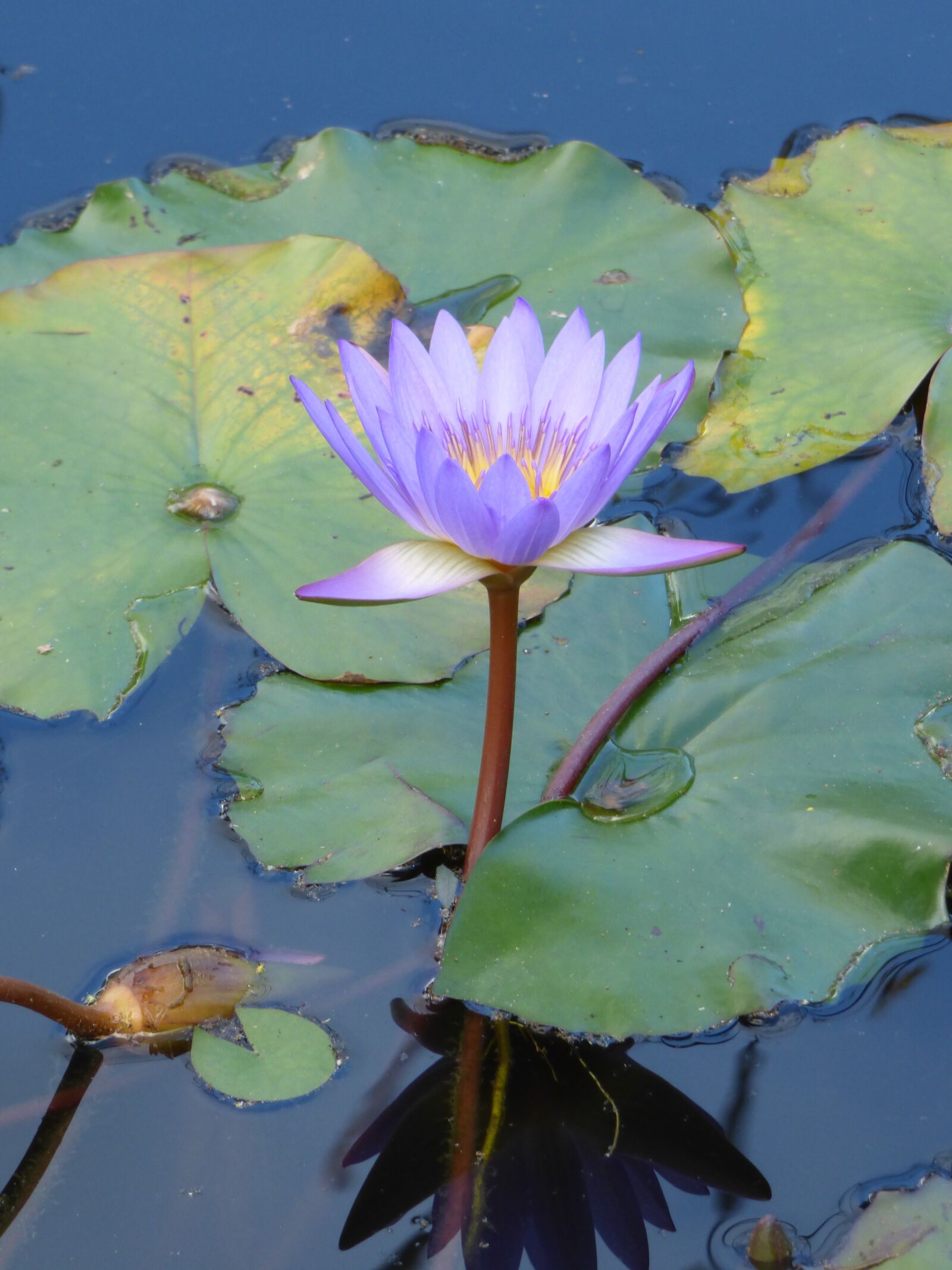 Panasonic Lumix DMC-FZ70 sample photo. Water lily, pond, purple photography