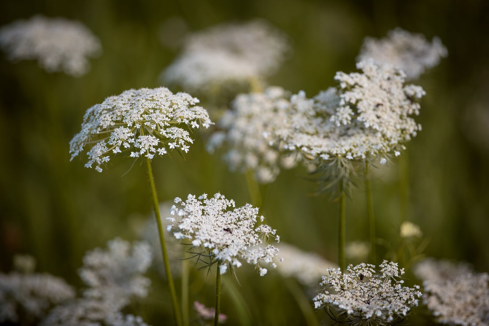 Nikon D750 sample photo. Carrot, wild carrot, plant photography