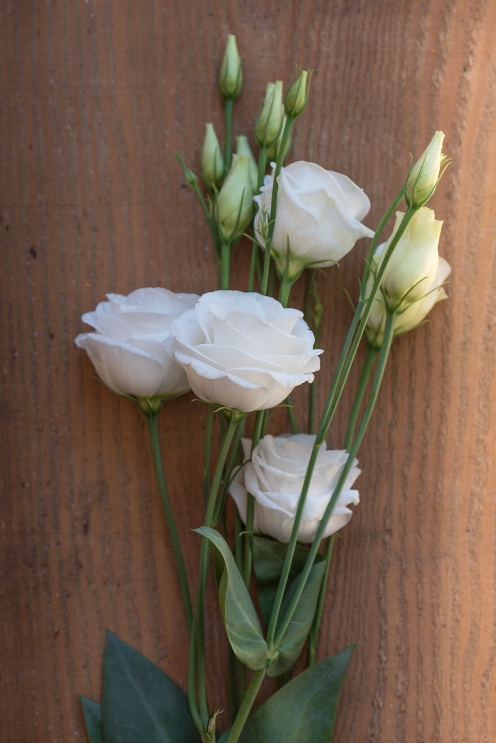 Nikon D750 sample photo. Lisianthus, flower, blossom photography