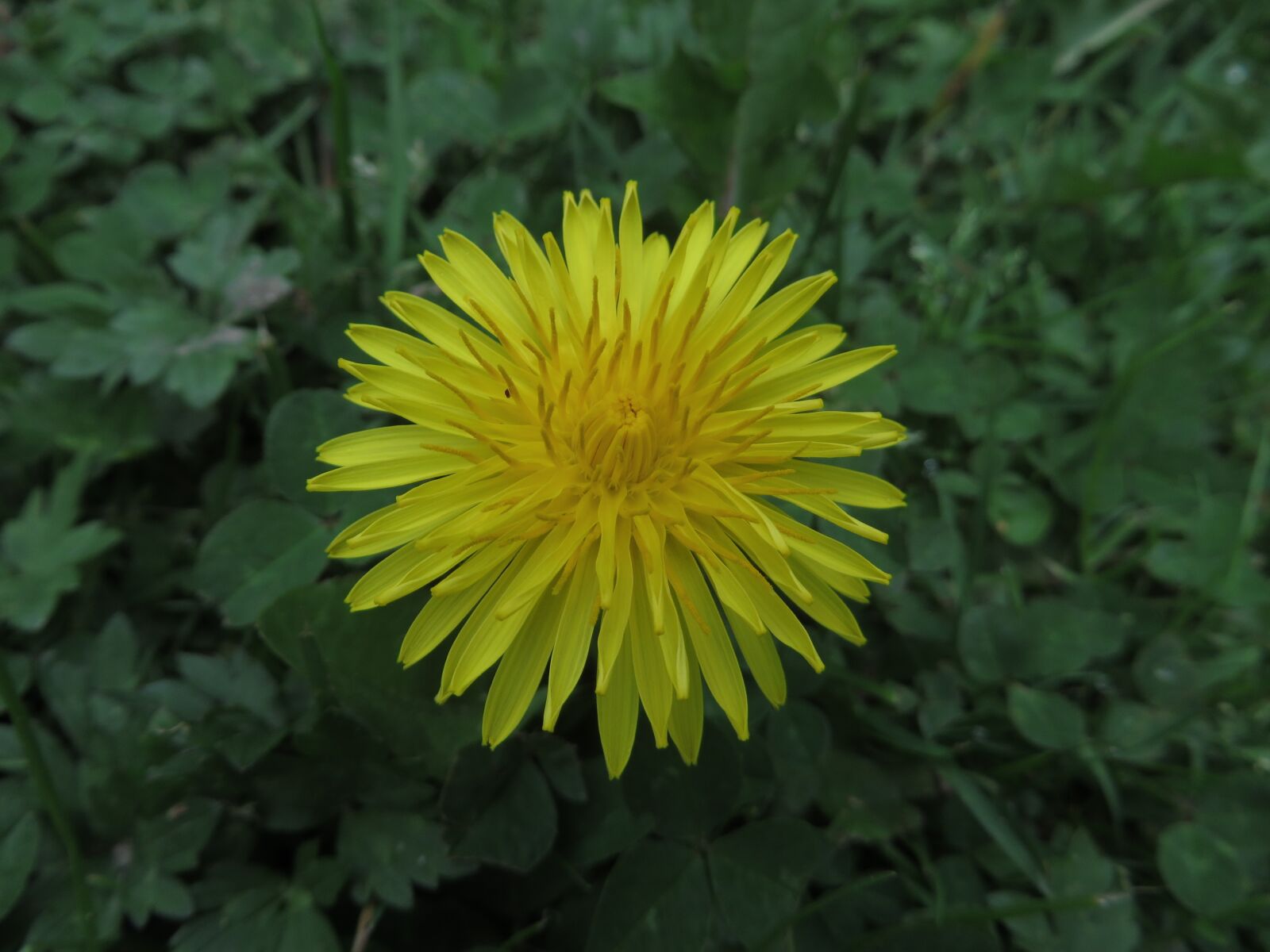 Canon PowerShot SX270 HS sample photo. Nature, flower, plant photography