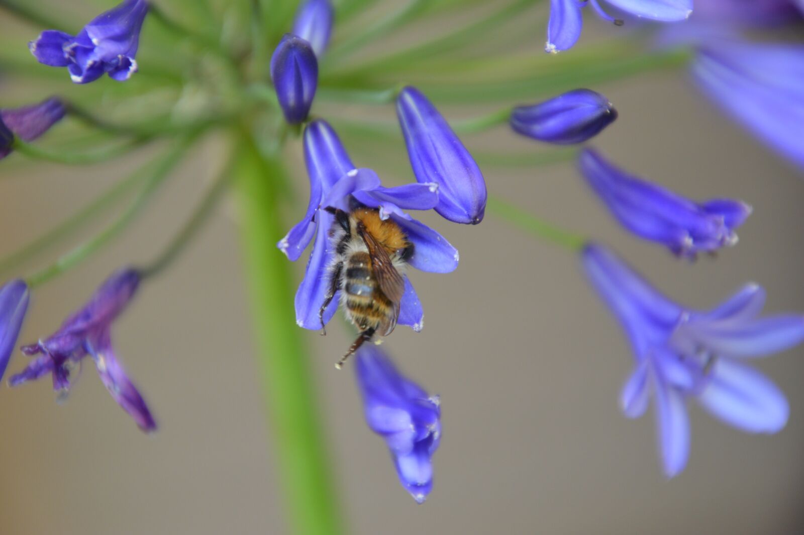Nikon D3200 sample photo. Bee, blossom, bloom photography