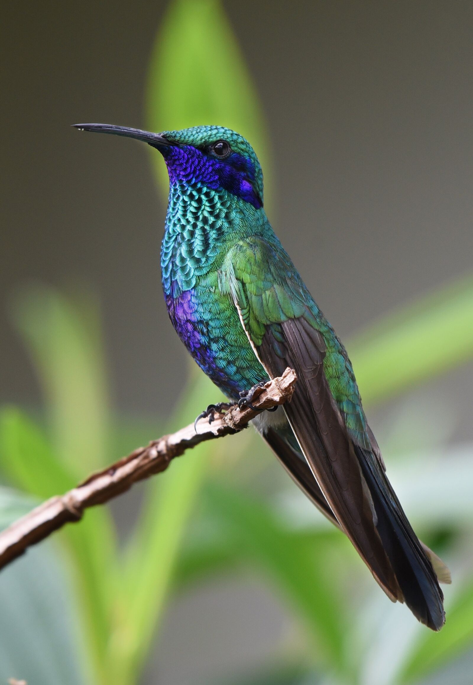 Nikon D750 sample photo. Hummingbird, bird, nature photography