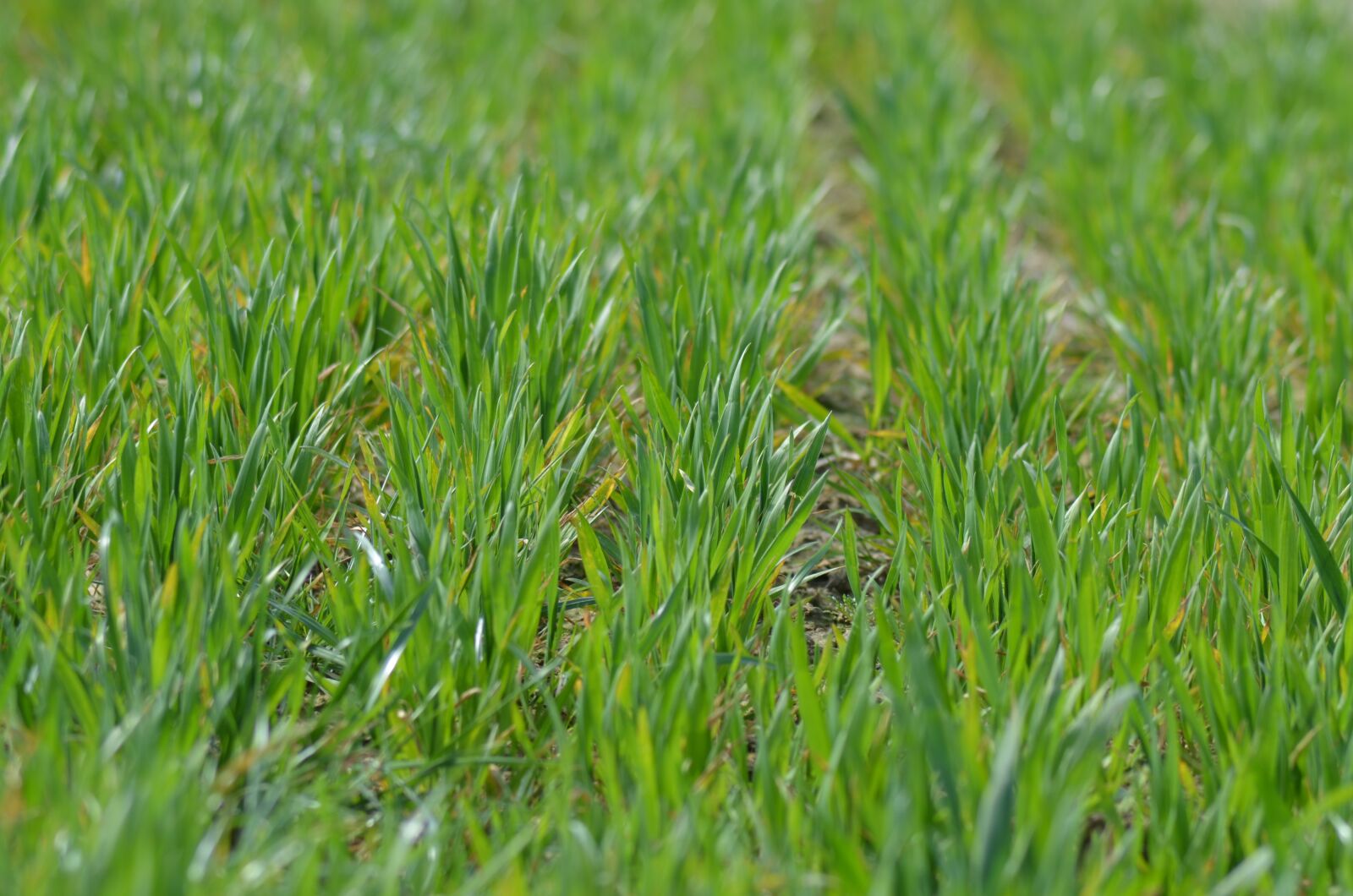 Nikon D5100 sample photo. Wheat, shoots, cultures photography