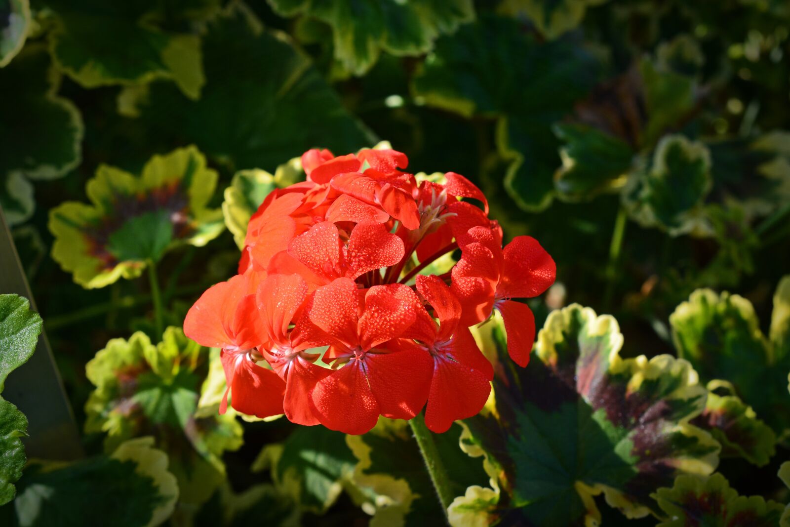 Nikon D5200 sample photo. Geraniaceae, pelagonium, mrs photography