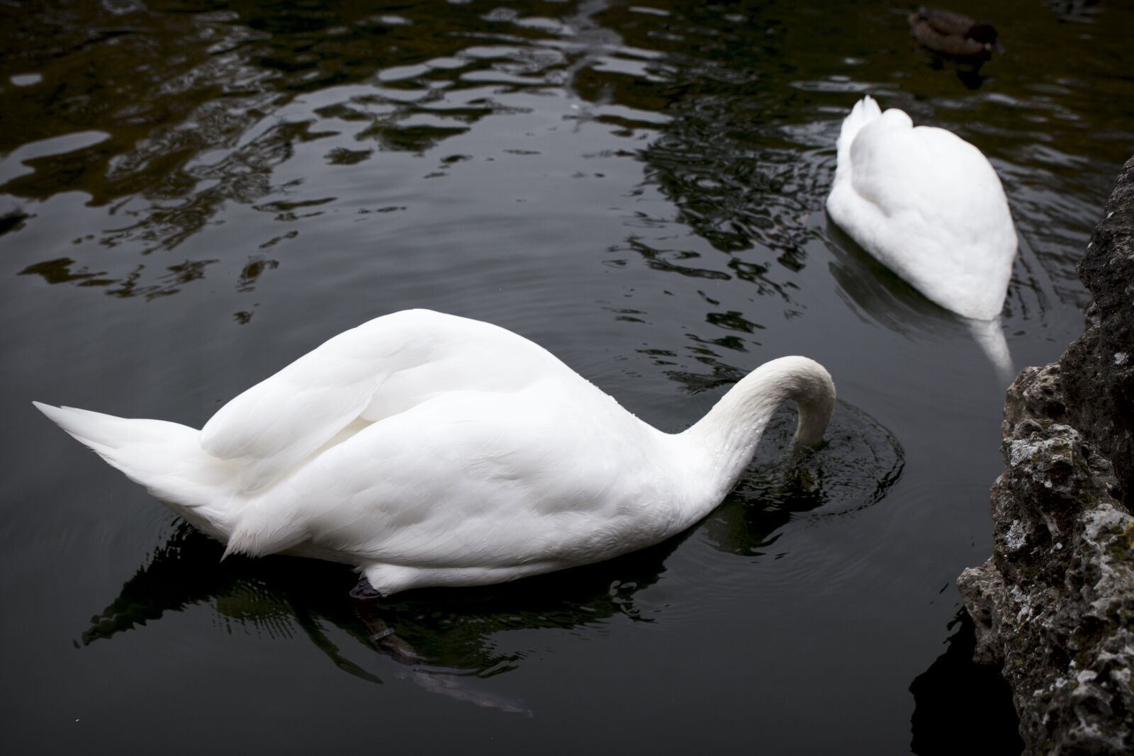 Canon EOS 6D sample photo. Swan, pond, nature photography