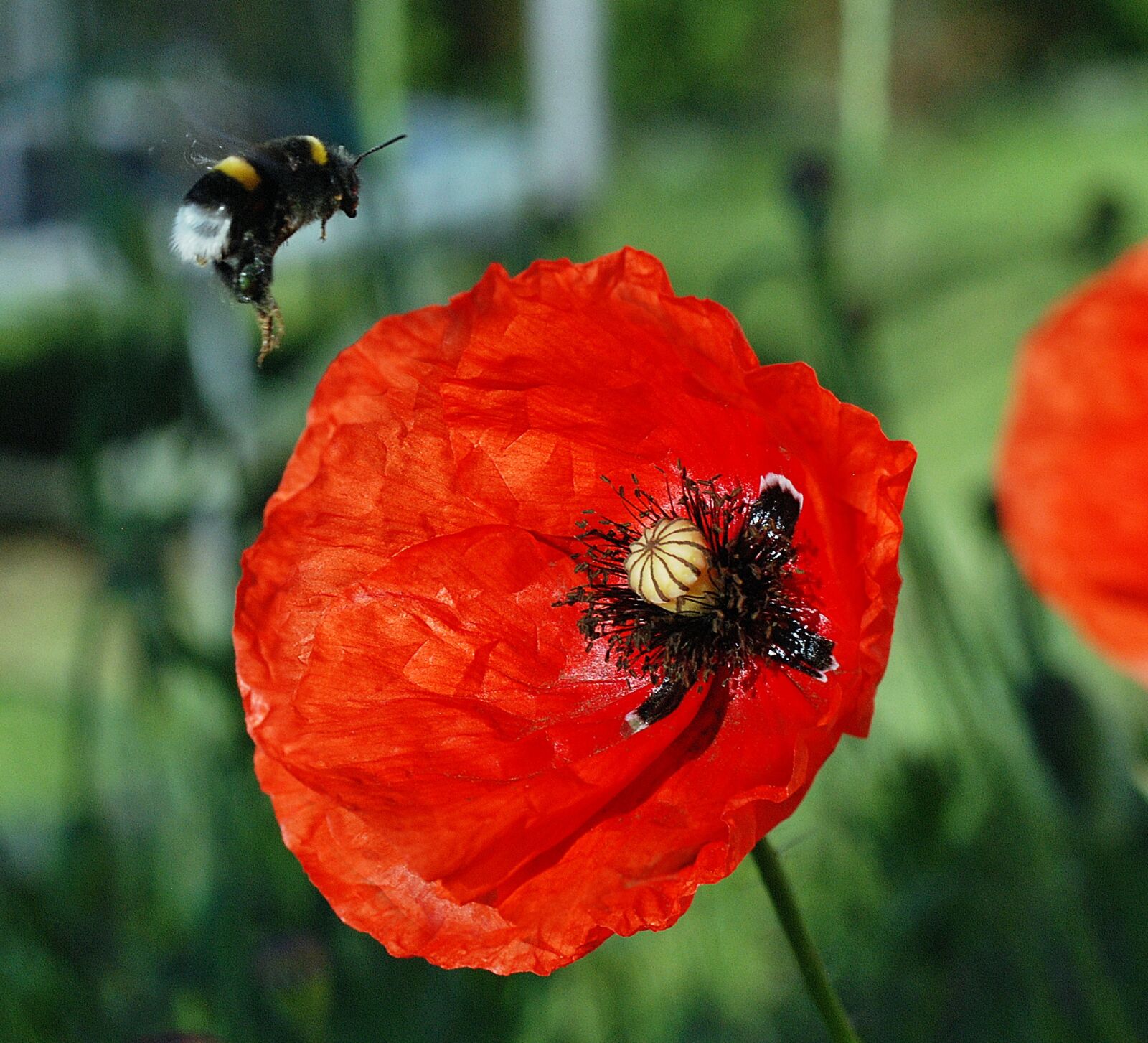 Nikon D80 sample photo. Bumblebee, poppies, flight photography