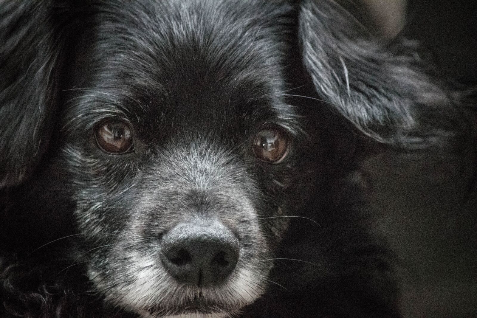 Nikon D5600 sample photo. Nature, animal, dog photography