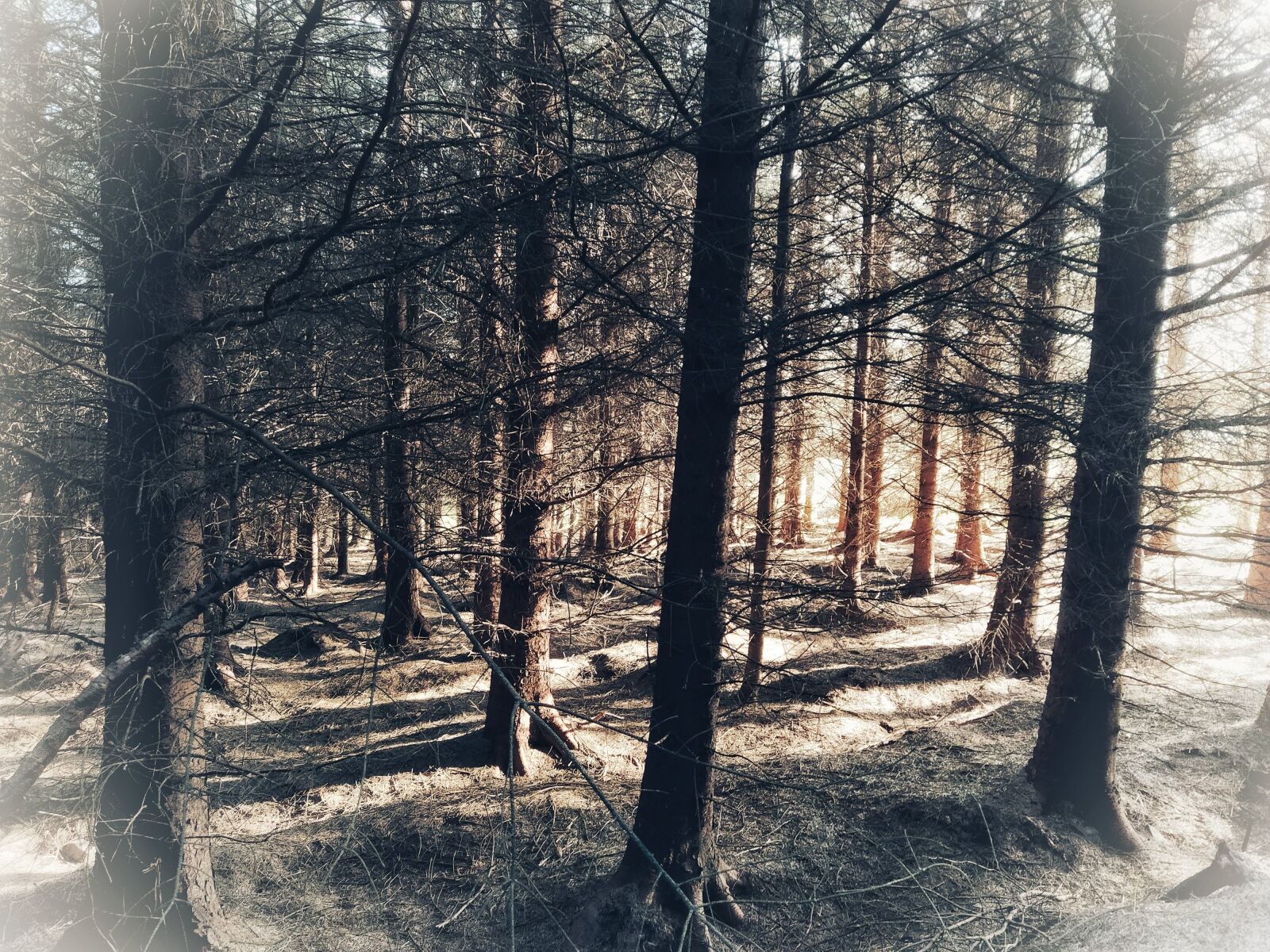 Xiaomi Mi A3 sample photo. Dawn, trees, nature photography