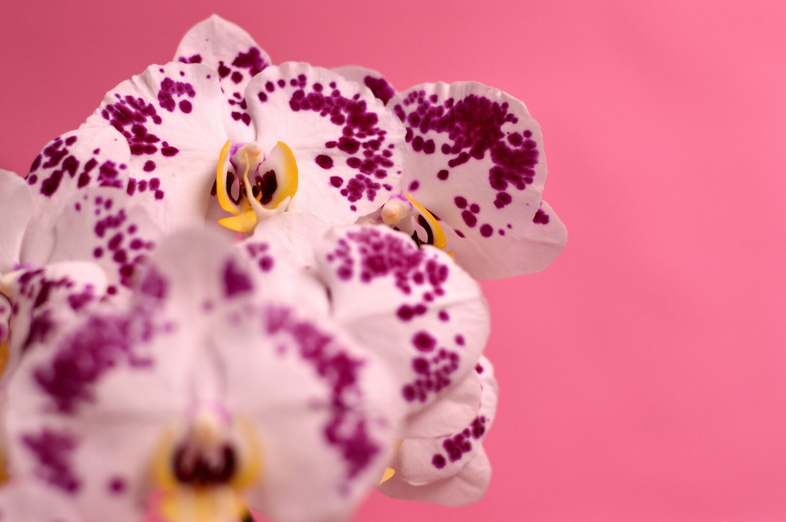 Nikon D3200 sample photo. Orchid, tropical, flower photography