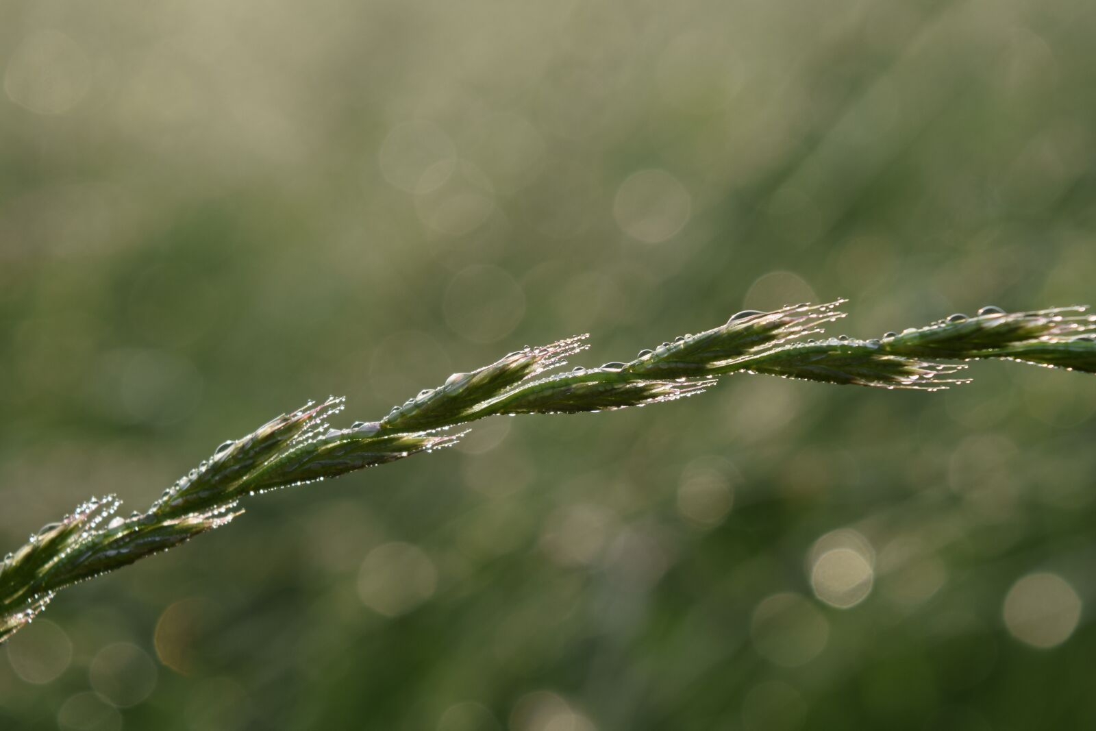 Nikon D3300 sample photo. Grass, morgentau, green photography
