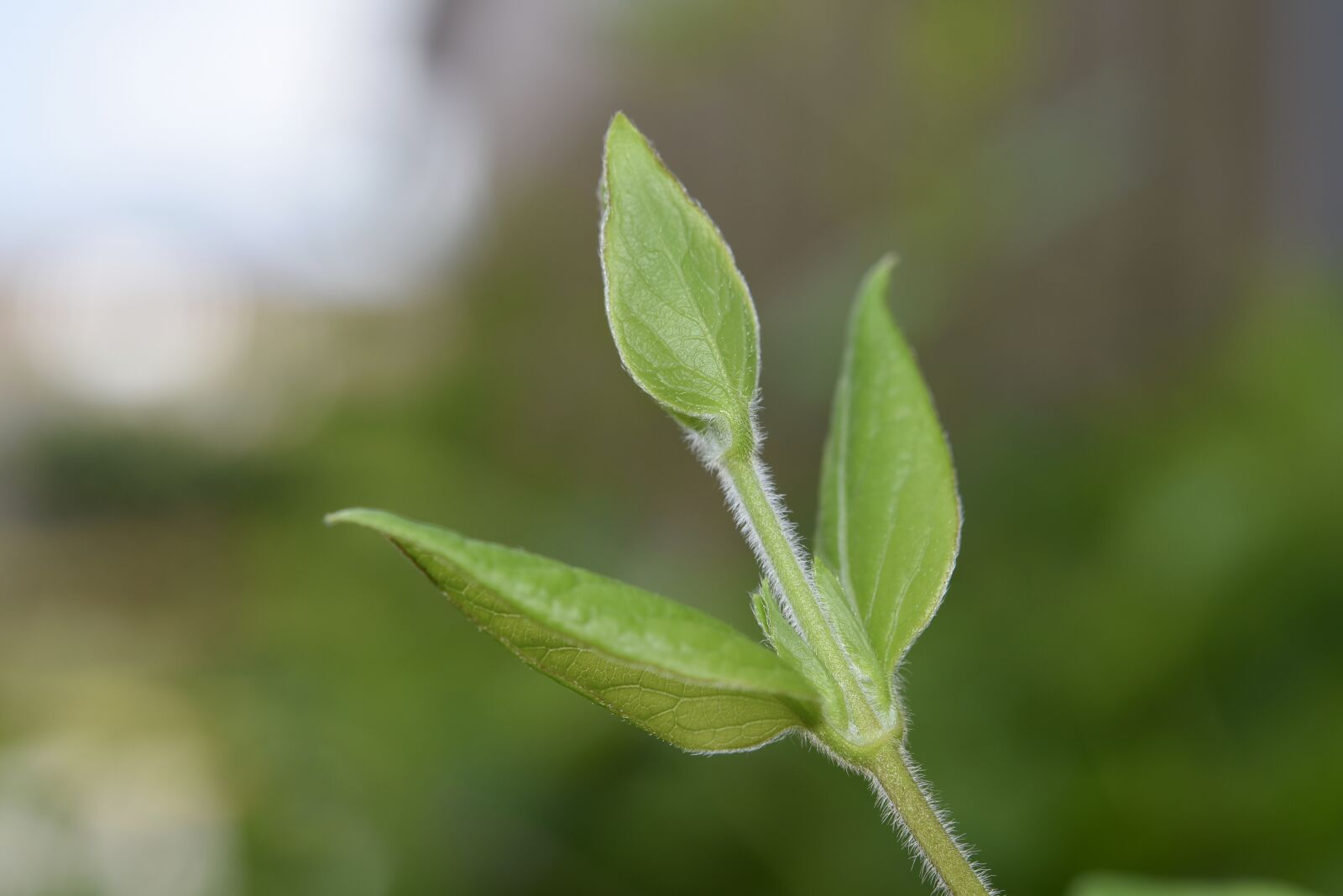 Nikon D5600 sample photo. Leaves, leaves stem, stem photography