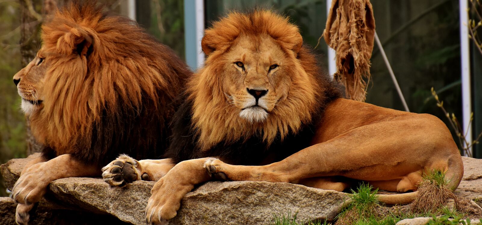 Nikon D7200 sample photo. Lion, predator, dangerous photography